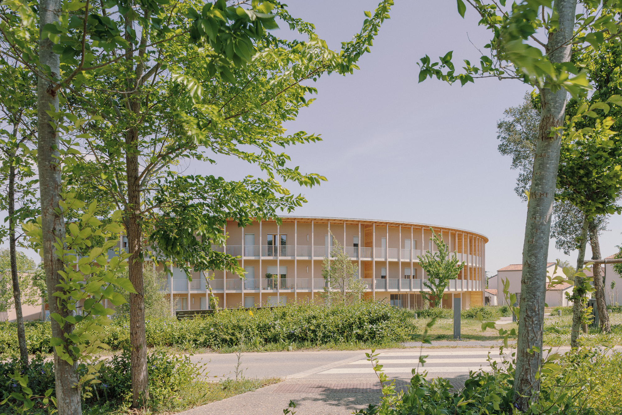 Curved wood and glass facade seen through a row of birch trees along a paved path