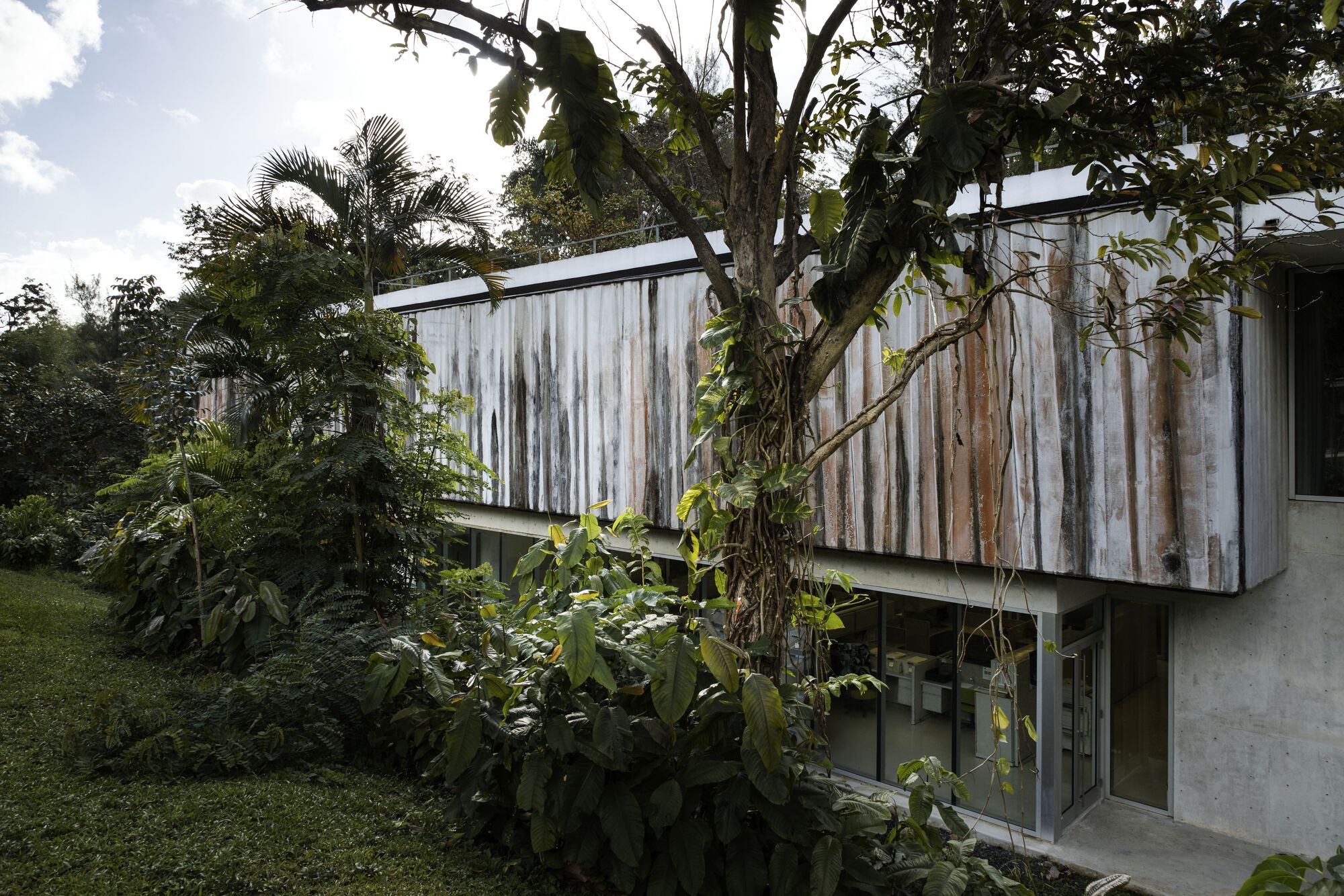 Weathered vertical timber cladding on elevated volume surrounded by palms and dense tropical vegetation
