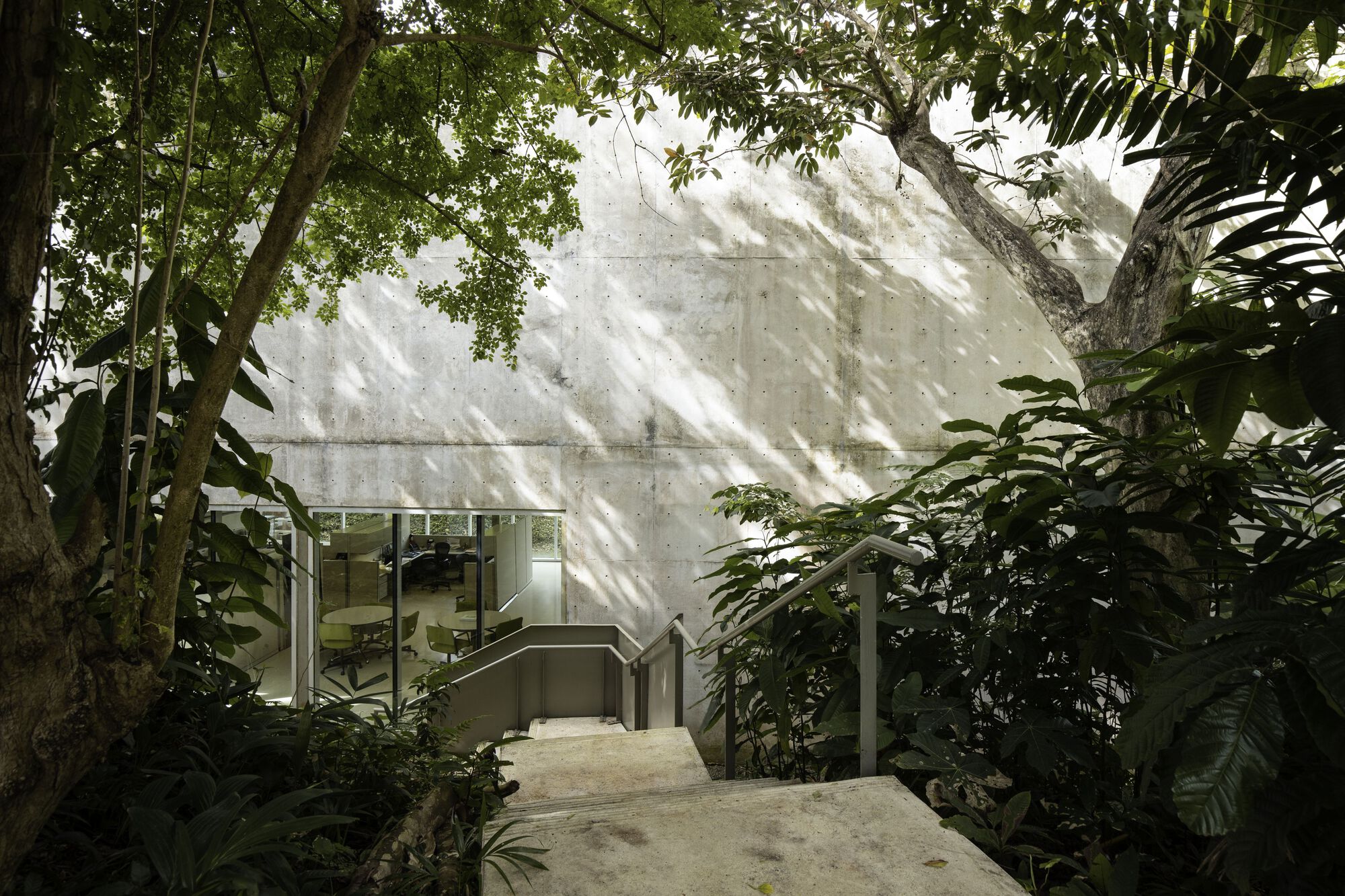 Concrete exterior stair descending through dappled sunlight beneath overhanging tree canopy and foliage