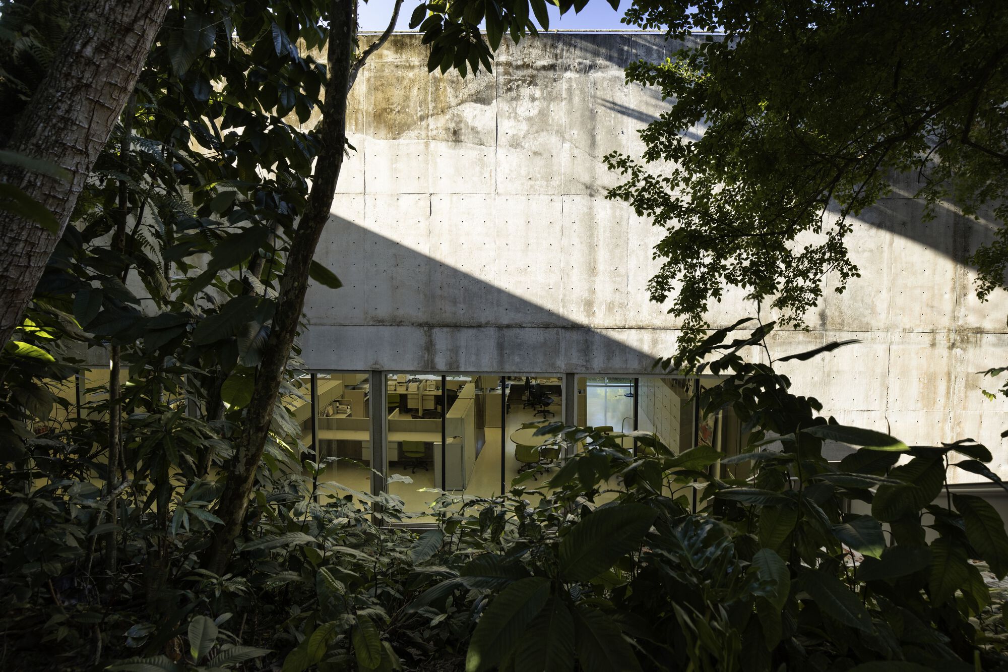 Concrete facade with horizontal ribbon windows framed by dense foliage and dappled sunlight