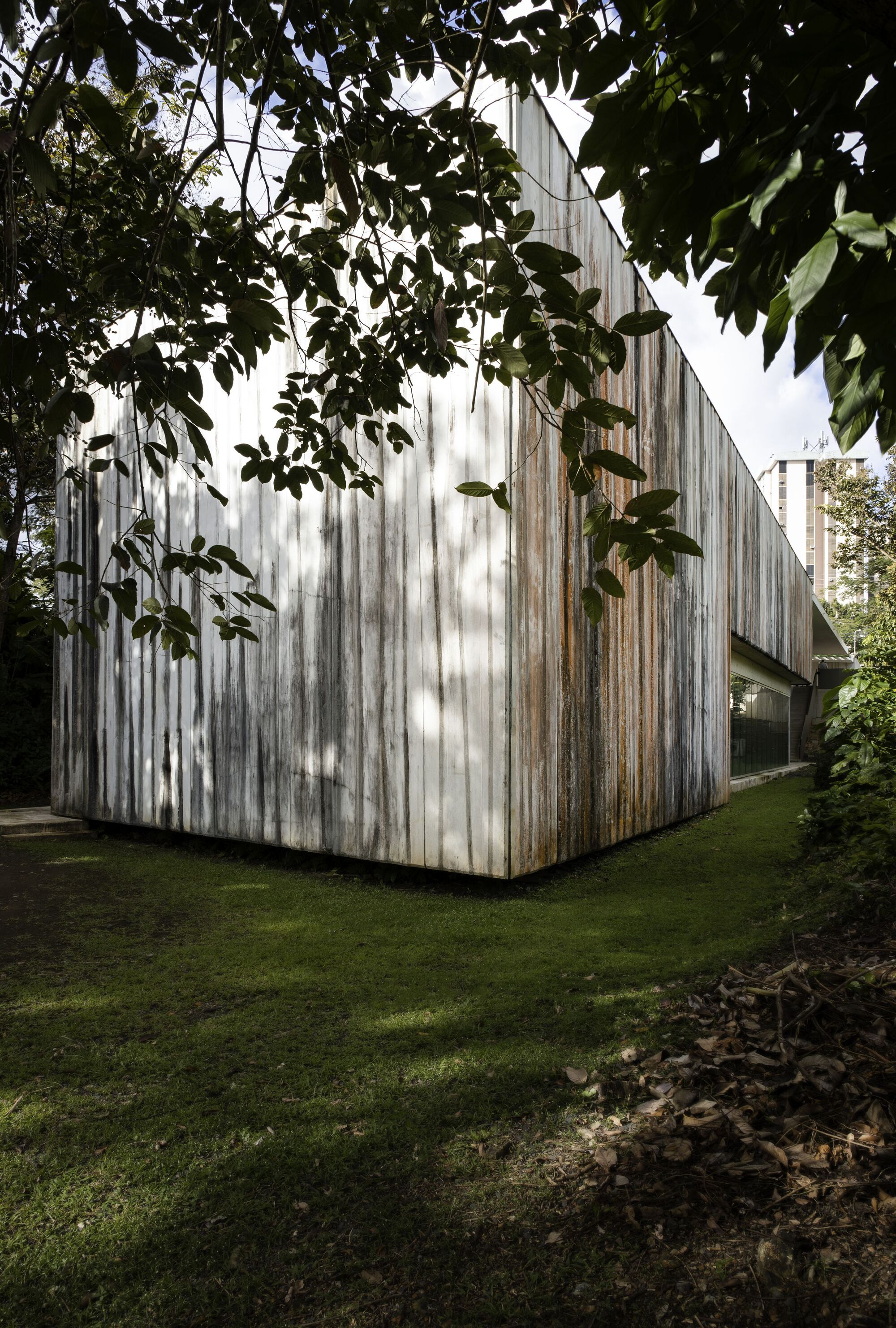 Weathered vertical timber cladding on exterior wall beneath overhanging tree branches