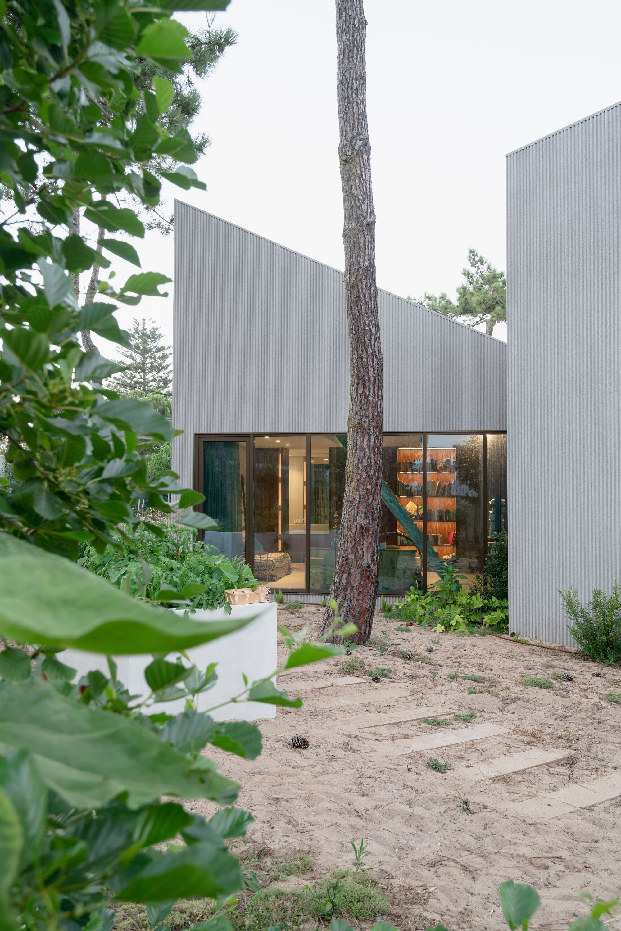 Glass entry corridor between corrugated metal volumes with pine tree rising through sandy courtyard