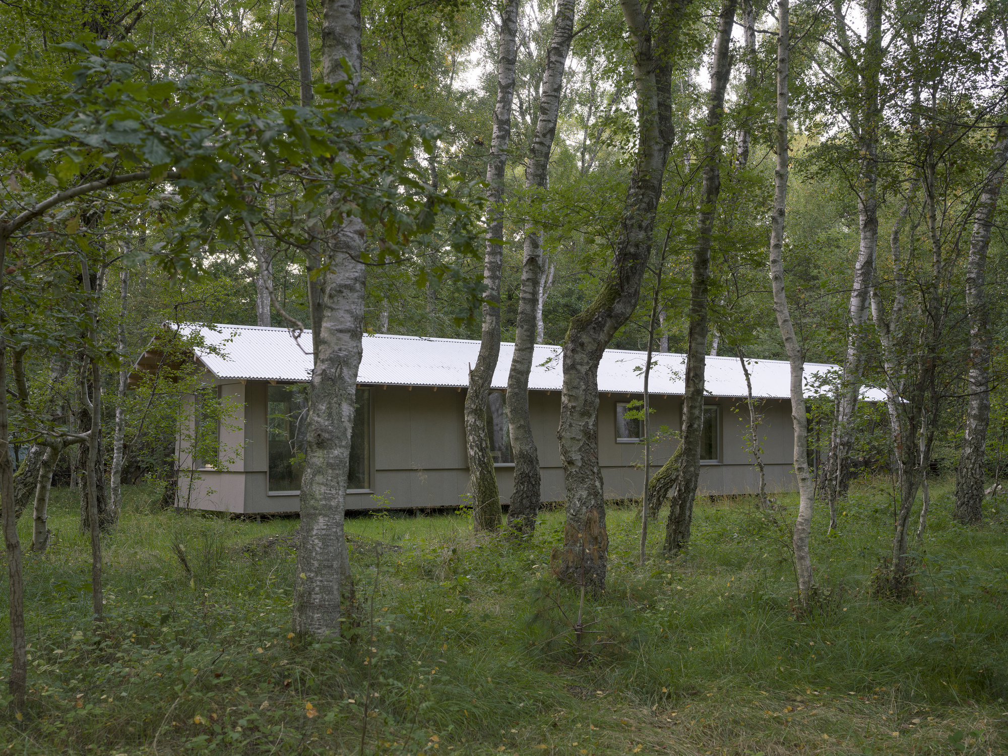 Long elevation of the cabin with corrugated metal roof nestled among birch and maple trees