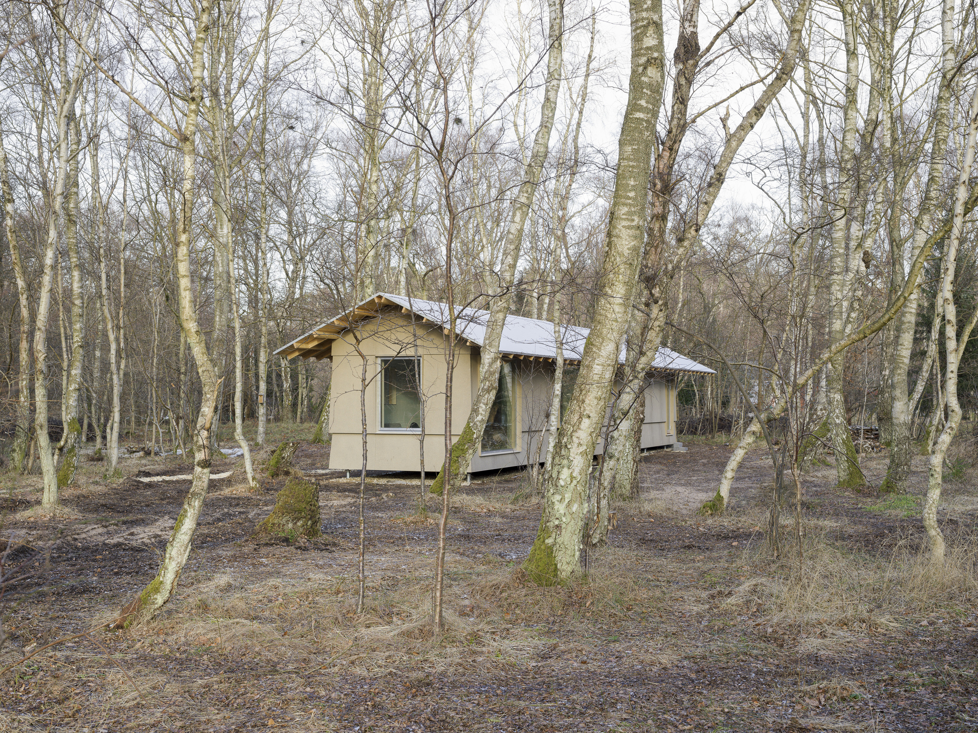 Gabled cabin with hempcrete walls nestled among bare birch trees in late winter