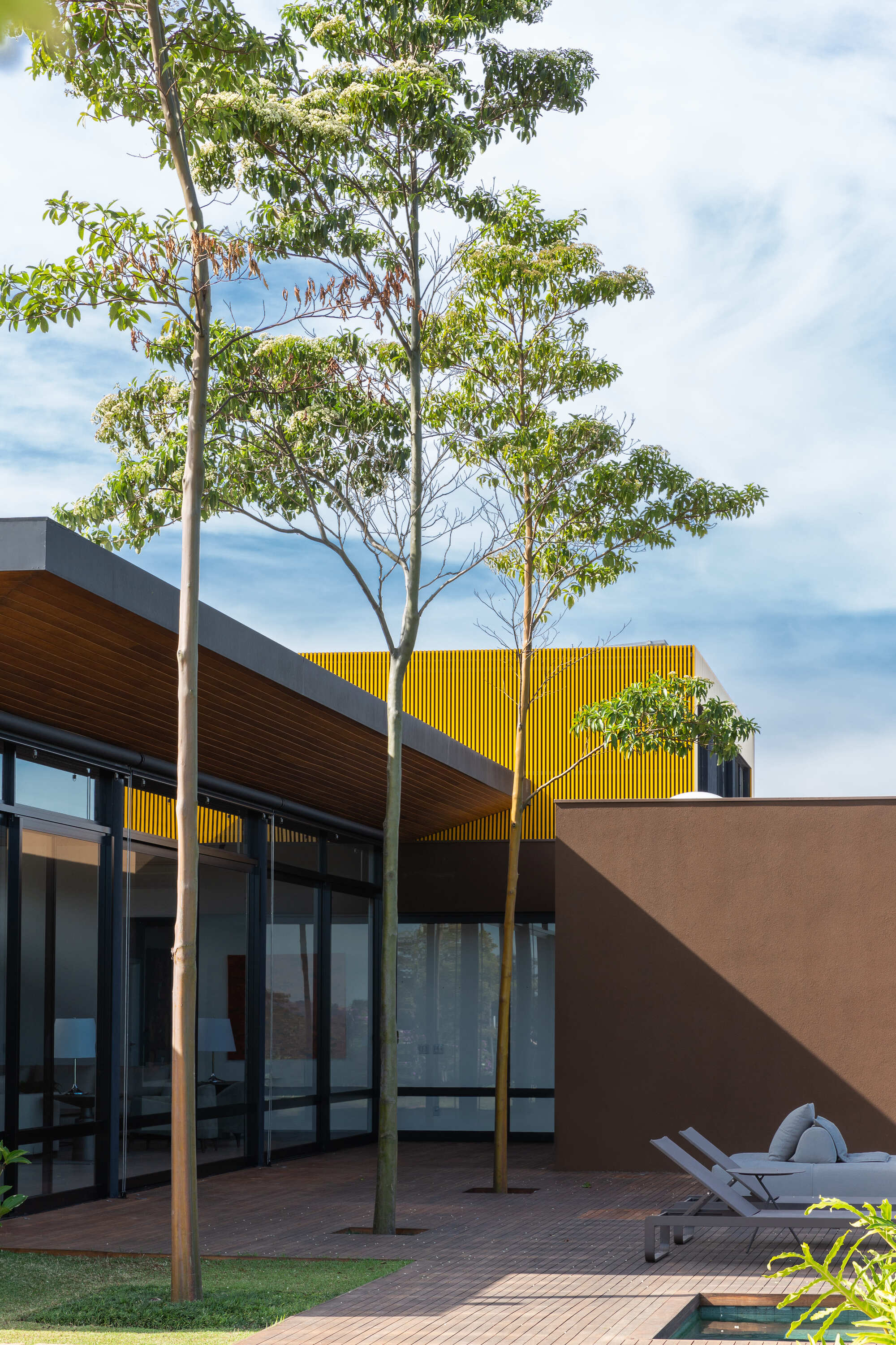 Courtyard terrace with trees emerging through the deck beside glass walls and yellow screen volume