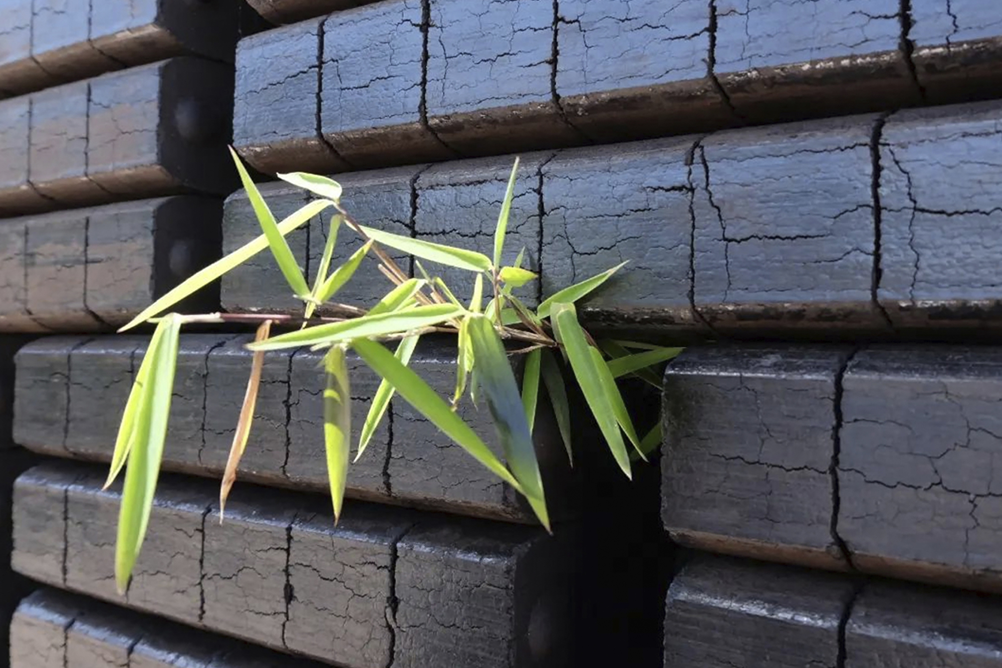 Close-up of bamboo stems emerging through gaps in charred basketweave timber cladding