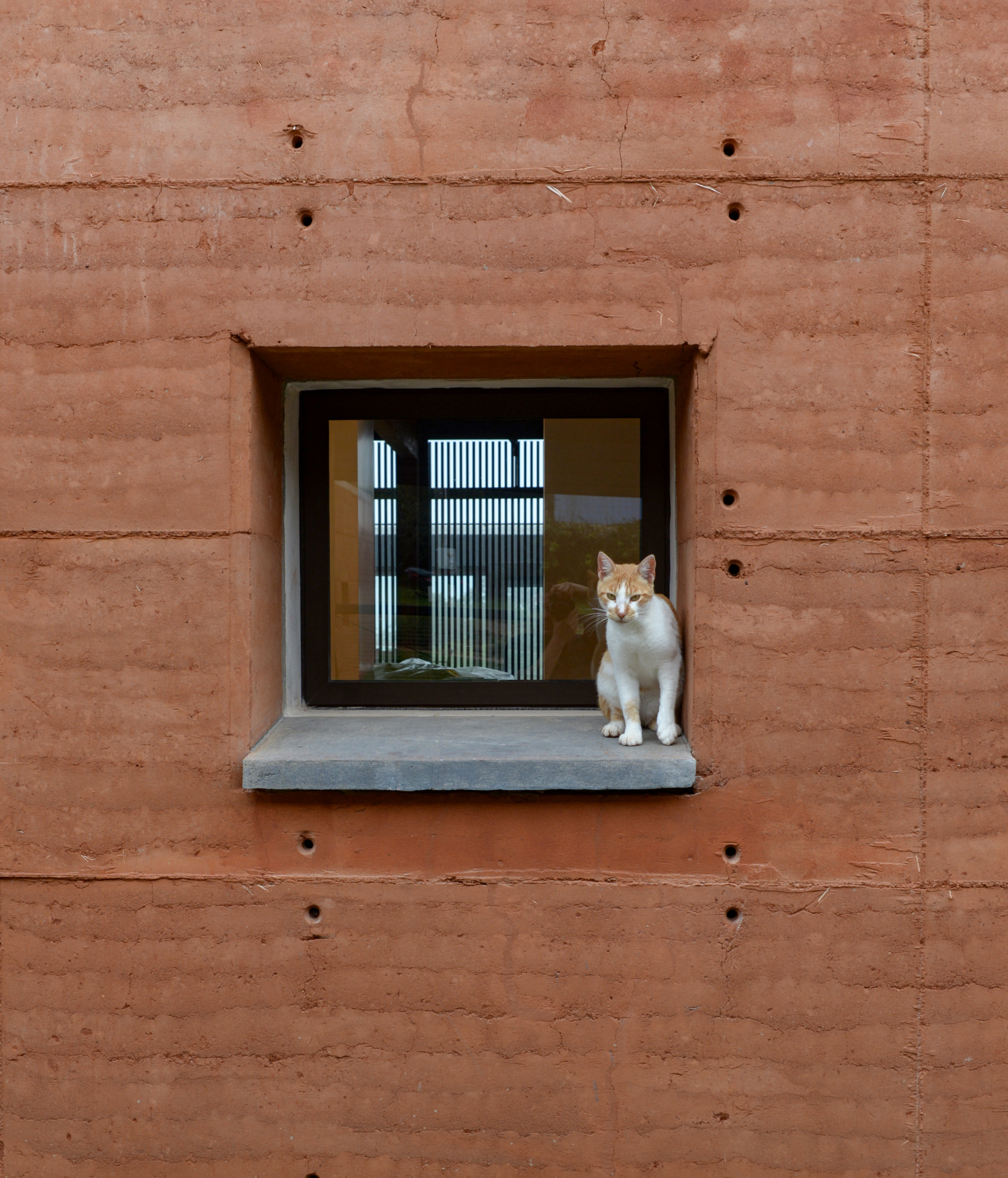 Square window with concrete sill in rammed earth wall, cat sitting on the ledge