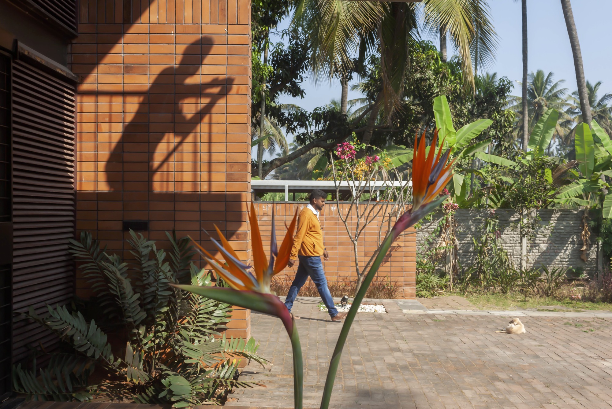 Orange terracotta tile wall casting angular shadows with bird-of-paradise bloom and ferns in the foreground