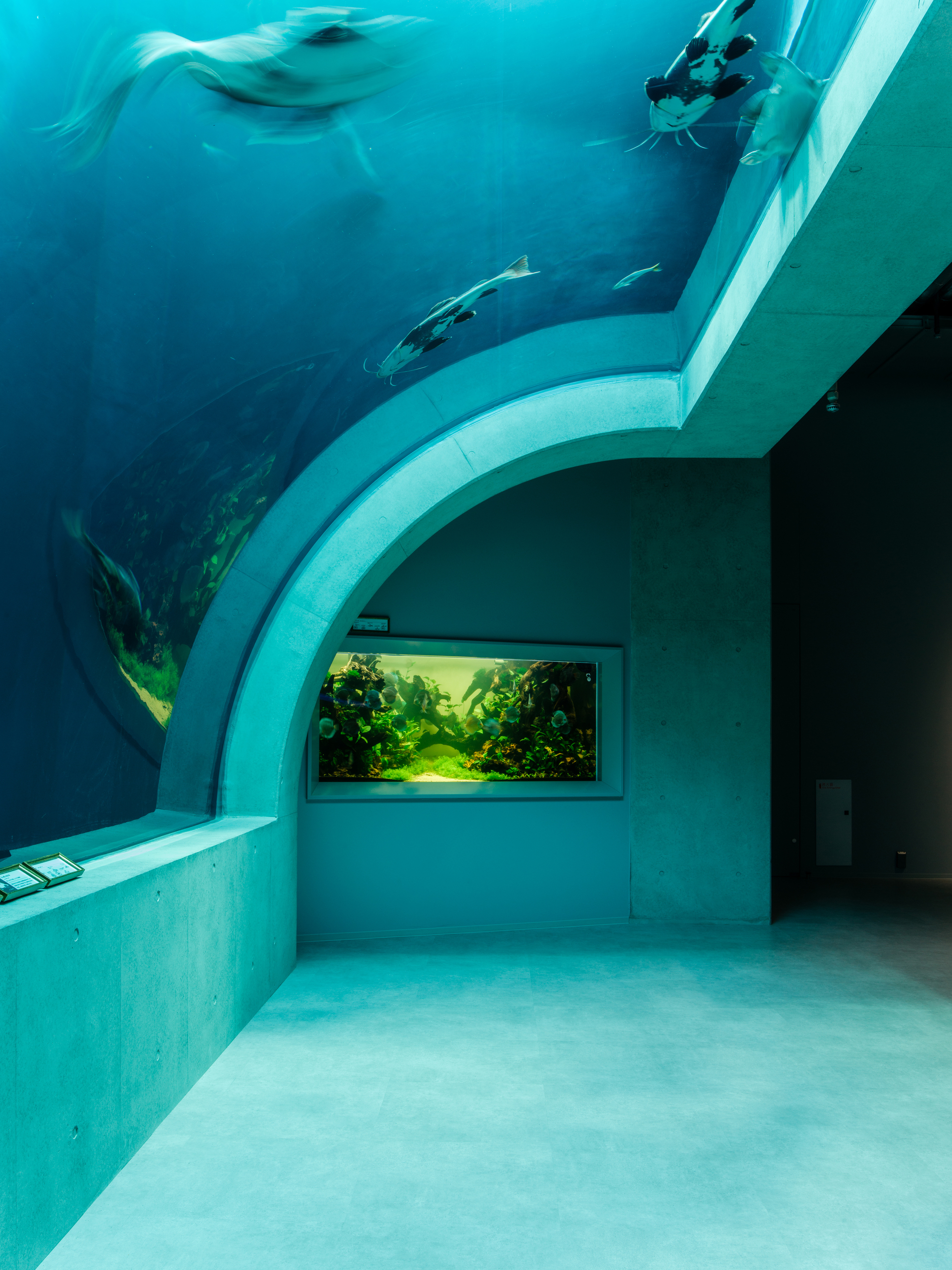 Curved aquarium tunnel with rays swimming overhead and a planted tank window at the end
