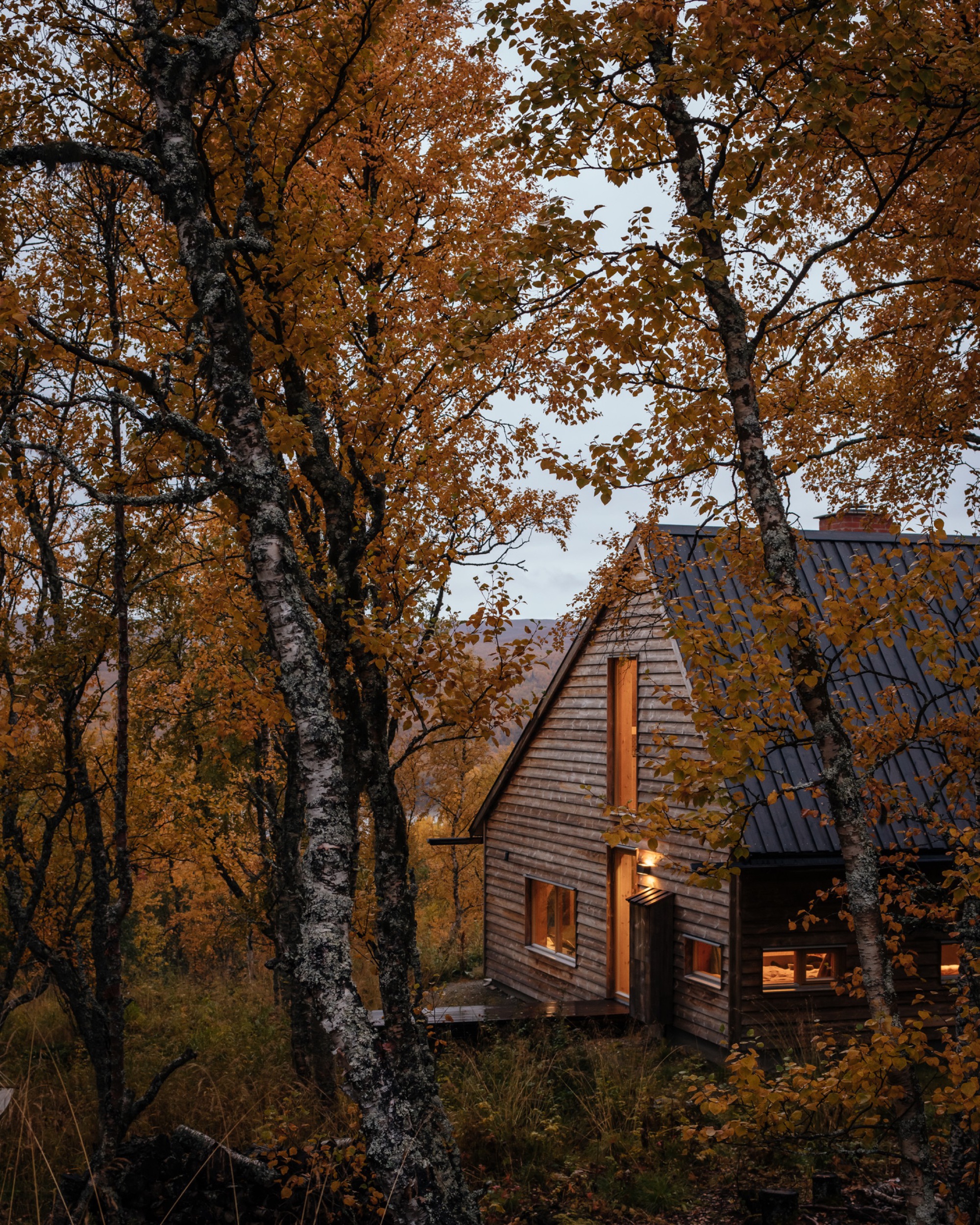 Cabin with illuminated windows nestled among birch trees at dusk in autumn