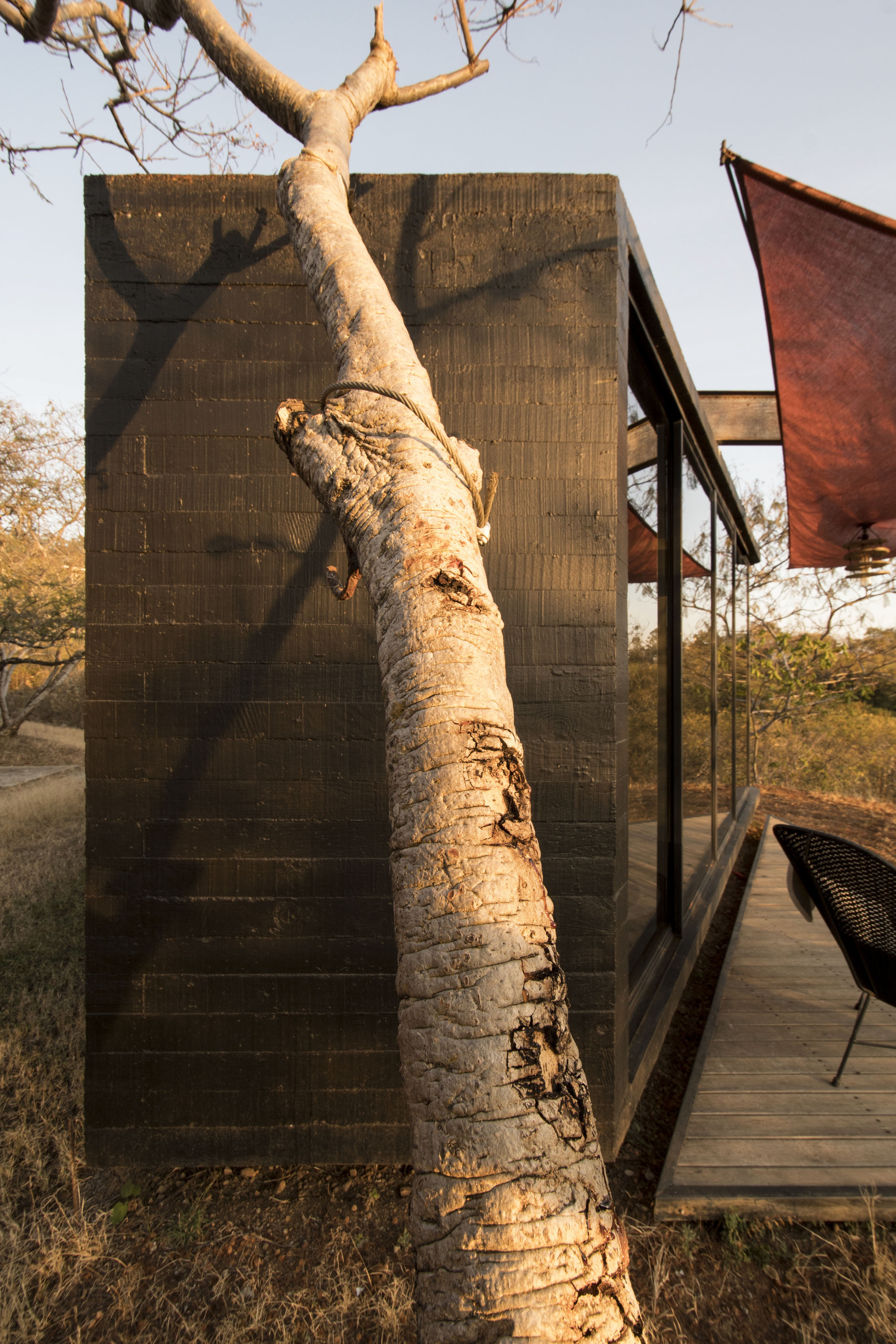 Bare tree trunk leaning against the board-formed concrete wall casting afternoon shadows