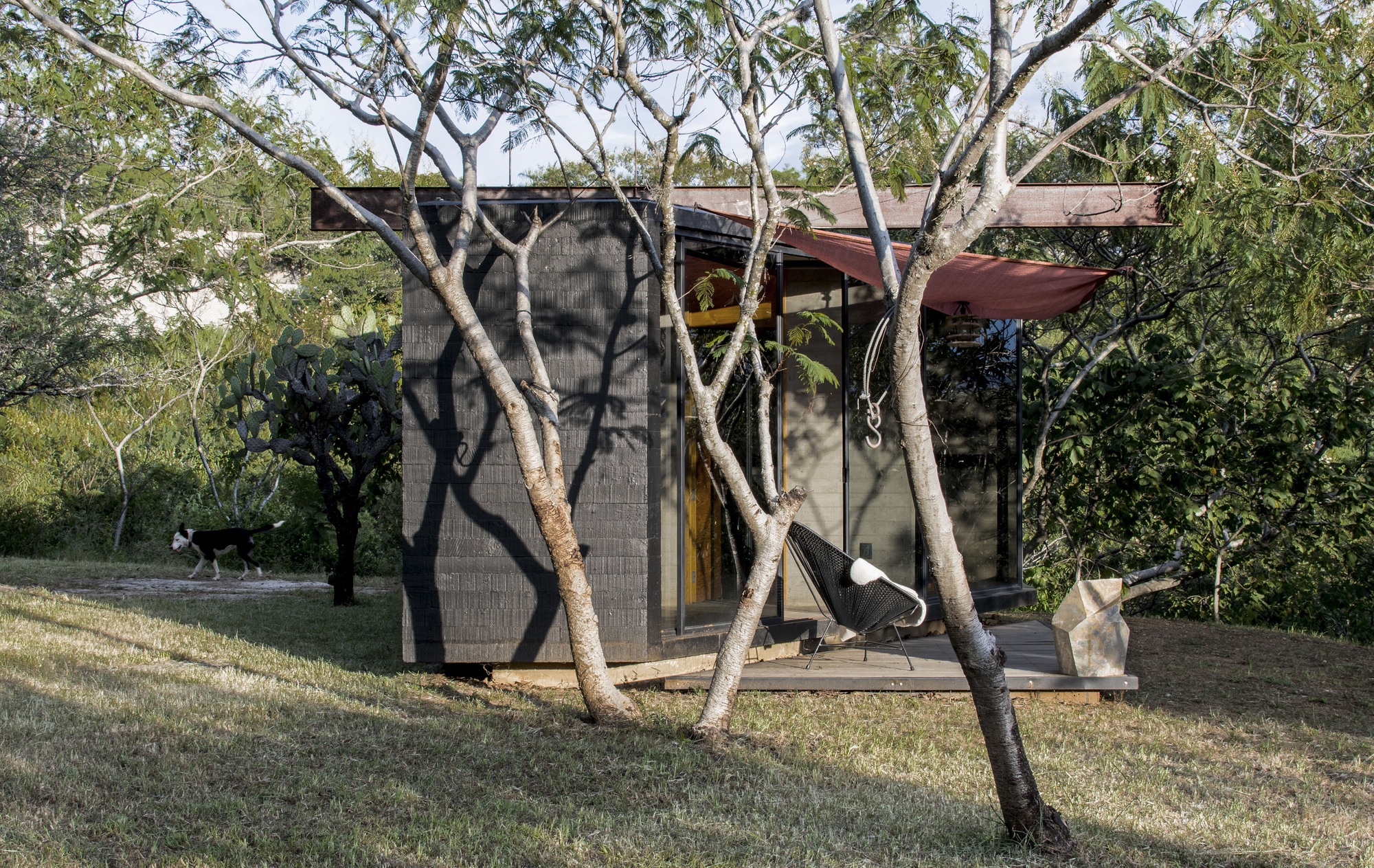 Rear facade with perforated metal screens framed by leaning paperbark trees in afternoon light