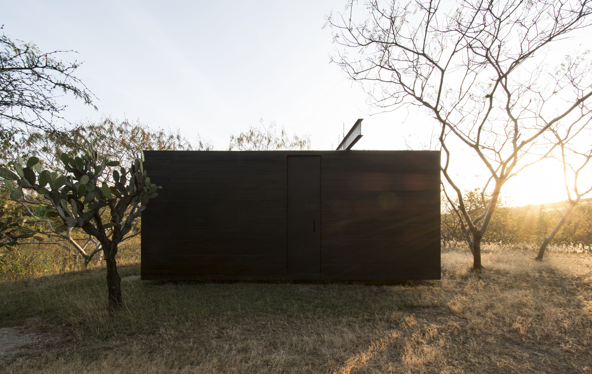 Closed dark-clad volume viewed from behind at sunset through orchard trees with bare branches