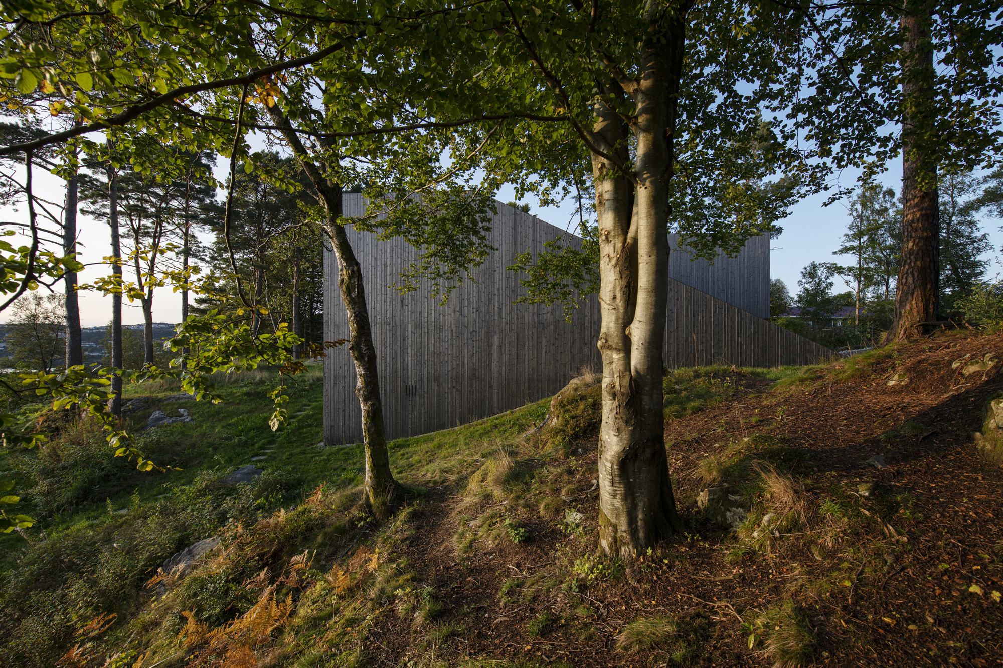 Vertical timber-clad volume set on a sloping hillside among birch trees in late afternoon light