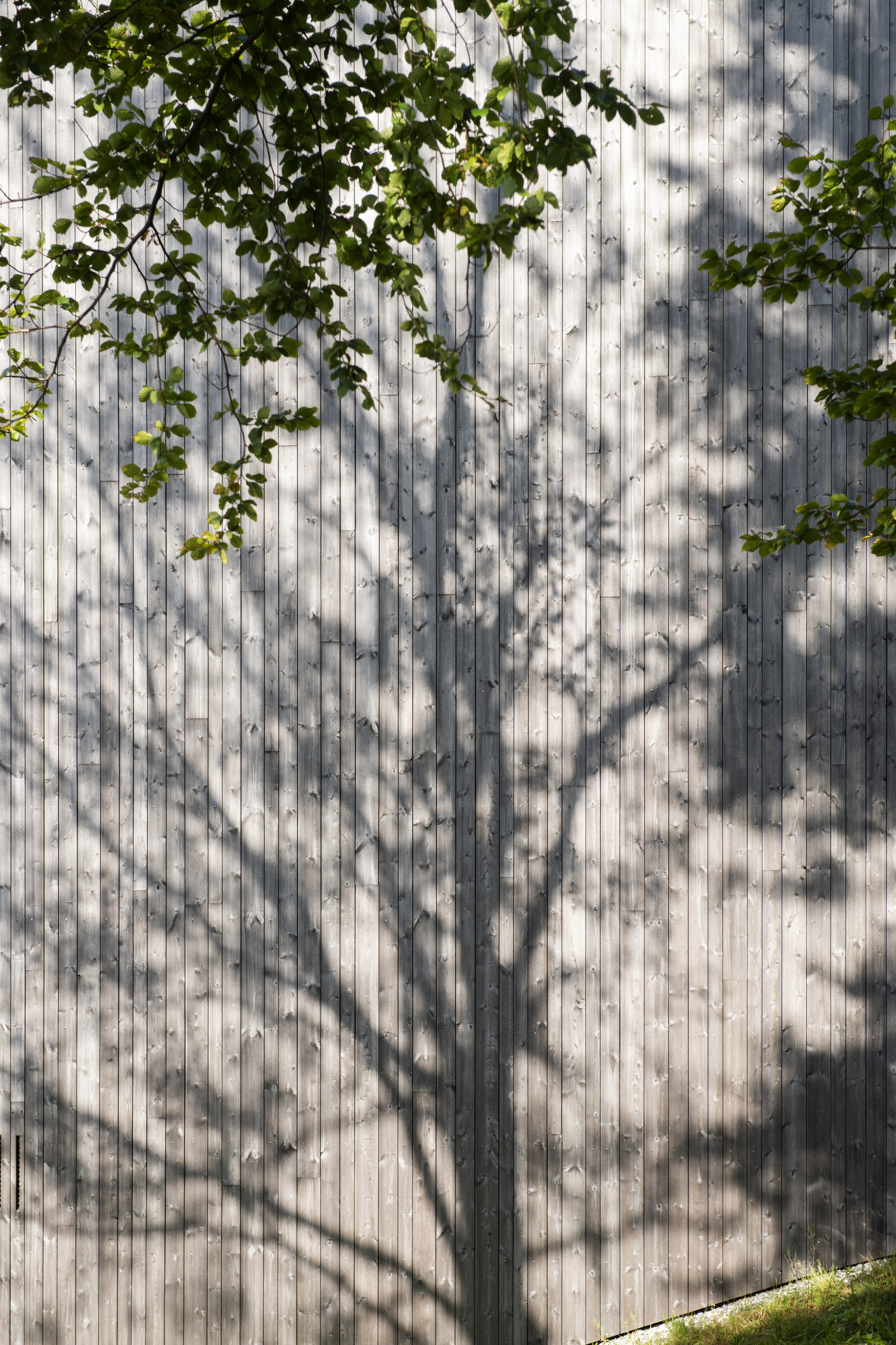 Vertical timber facade with dappled tree shadows and overhanging foliage