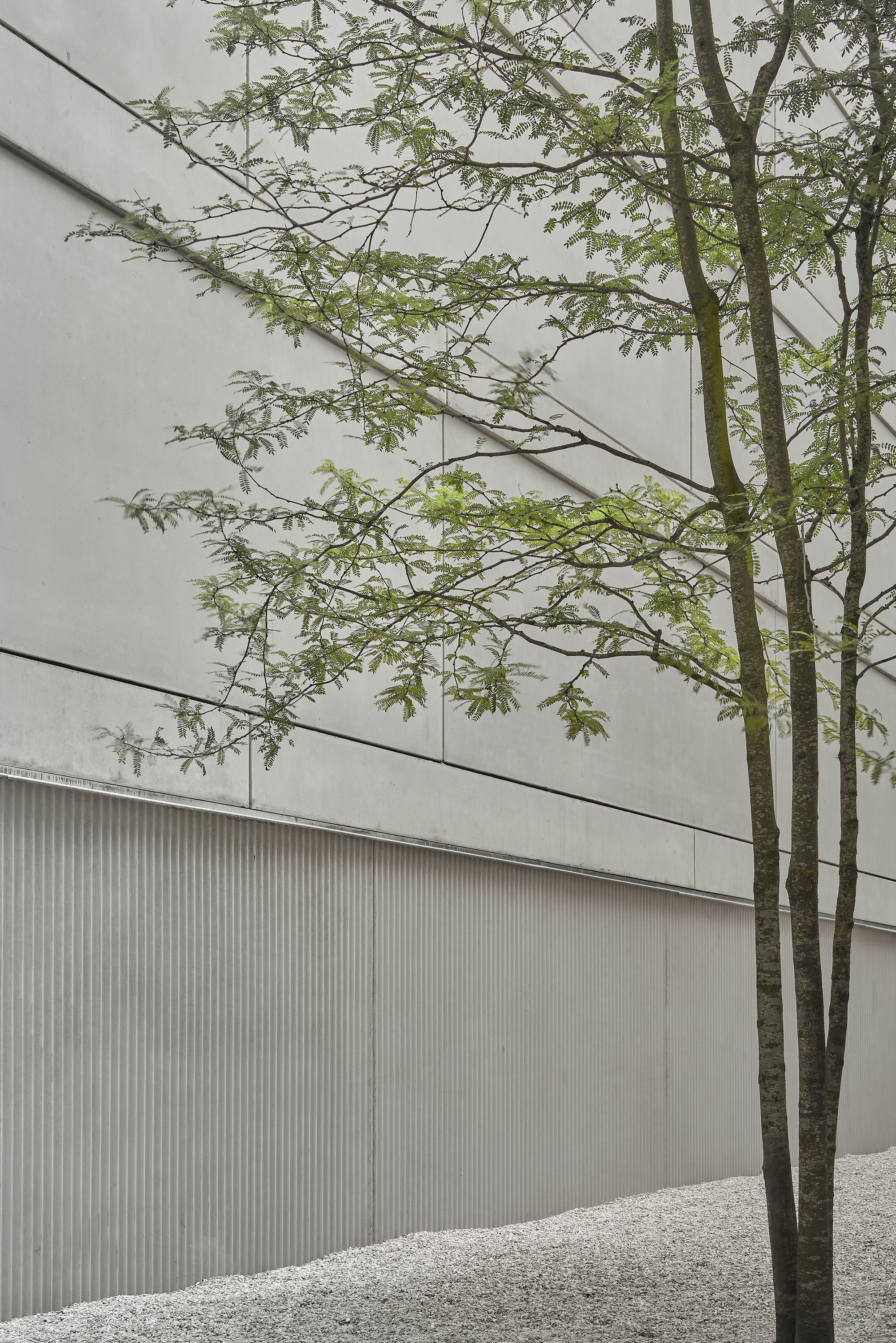 Tree with sparse spring foliage against white facade with vertical ribbed metal cladding