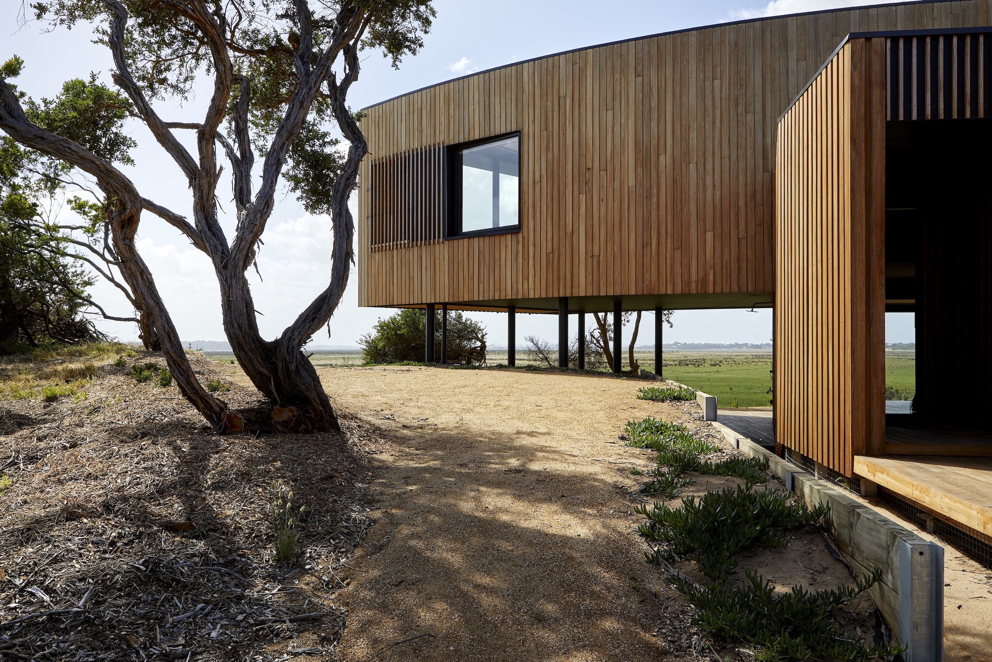 Elevated timber volume on slender columns beside a twisted eucalyptus tree overlooking open fields