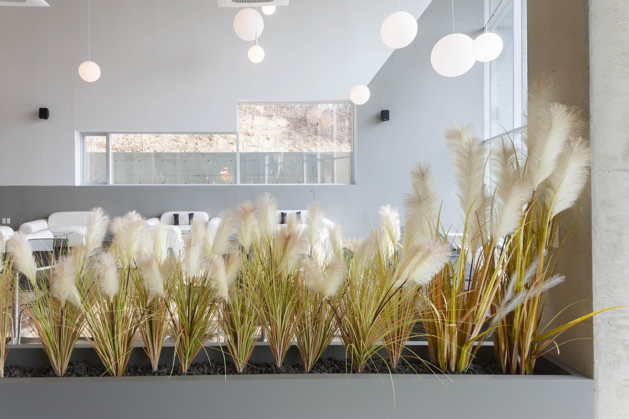 Interior planter filled with pampas grass beneath clustered globe pendant lights and a clerestory window