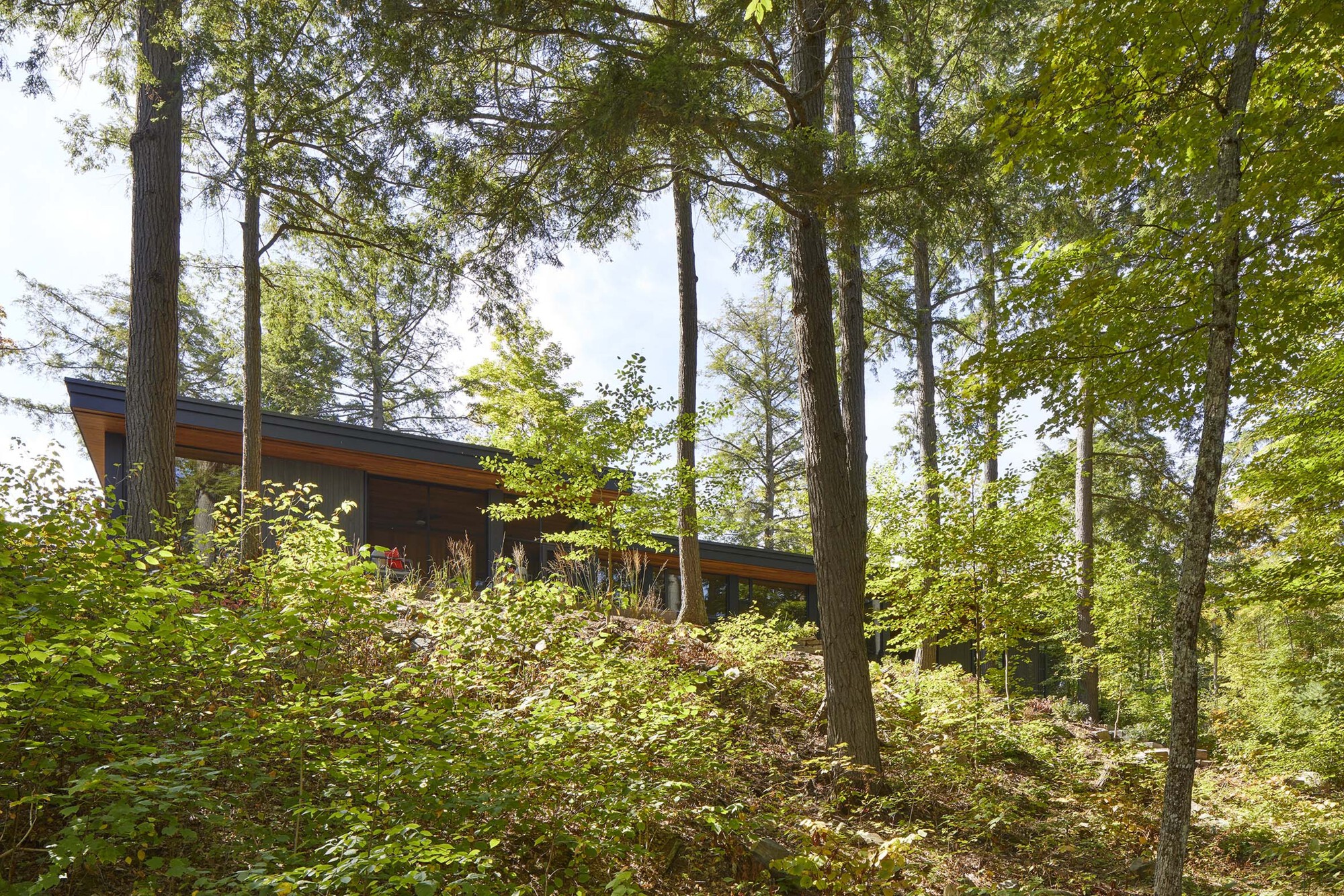 Distant view of the low-slung roof nestled among tall trees on a sloped wooded site
