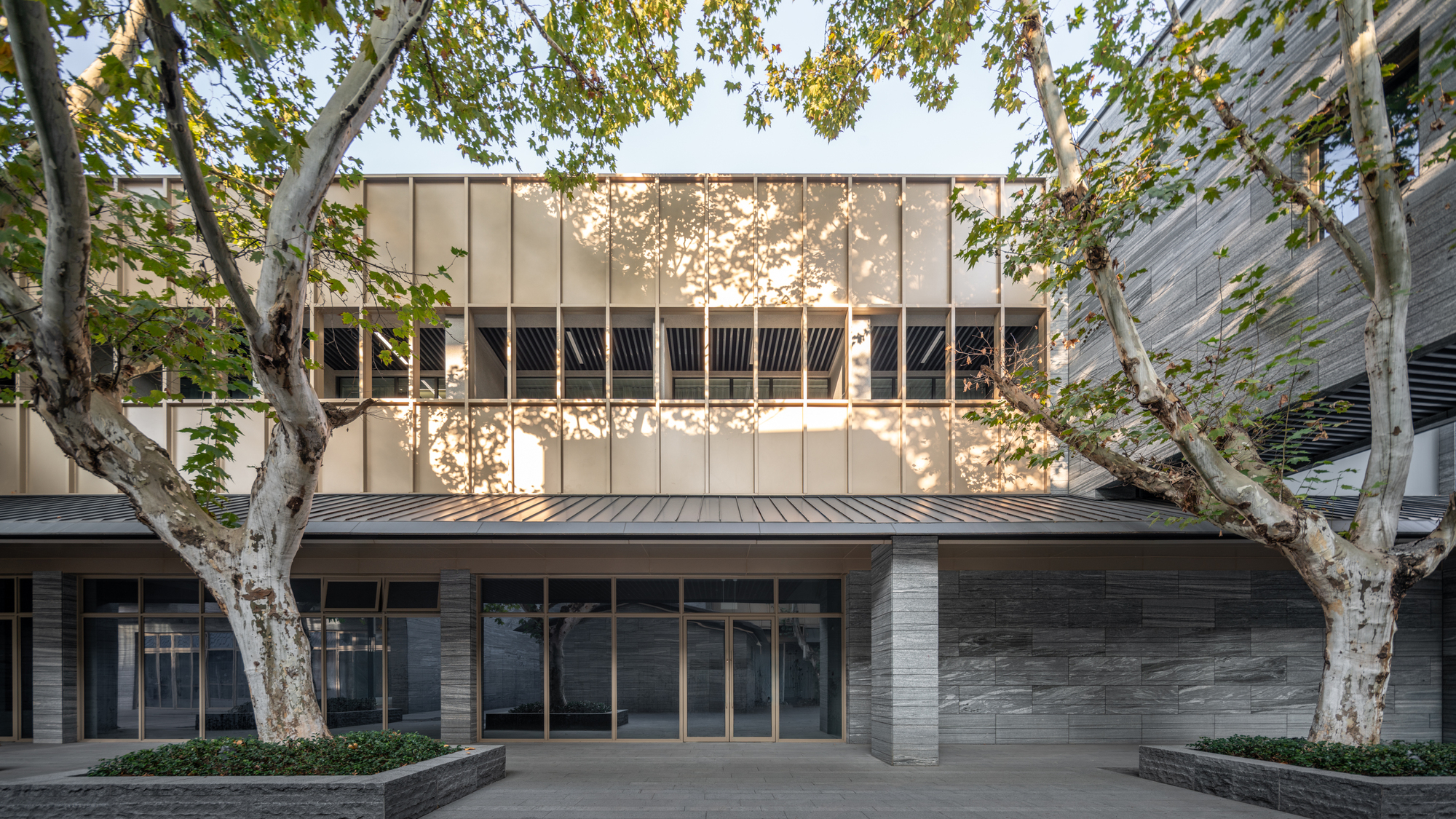 Building entry framed by sycamore trees with perforated metal screen and stone columns at dusk