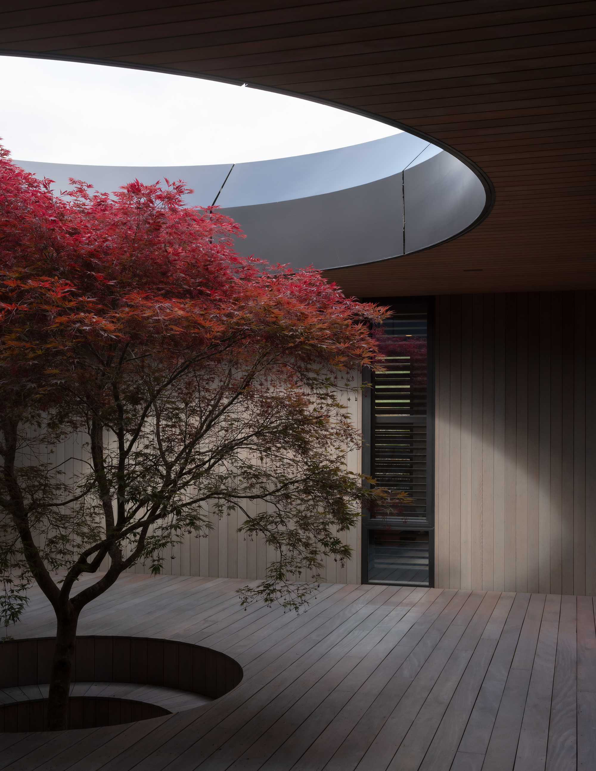 Timber-decked courtyard with red-leaved maple tree beneath a curving metal roof overhang