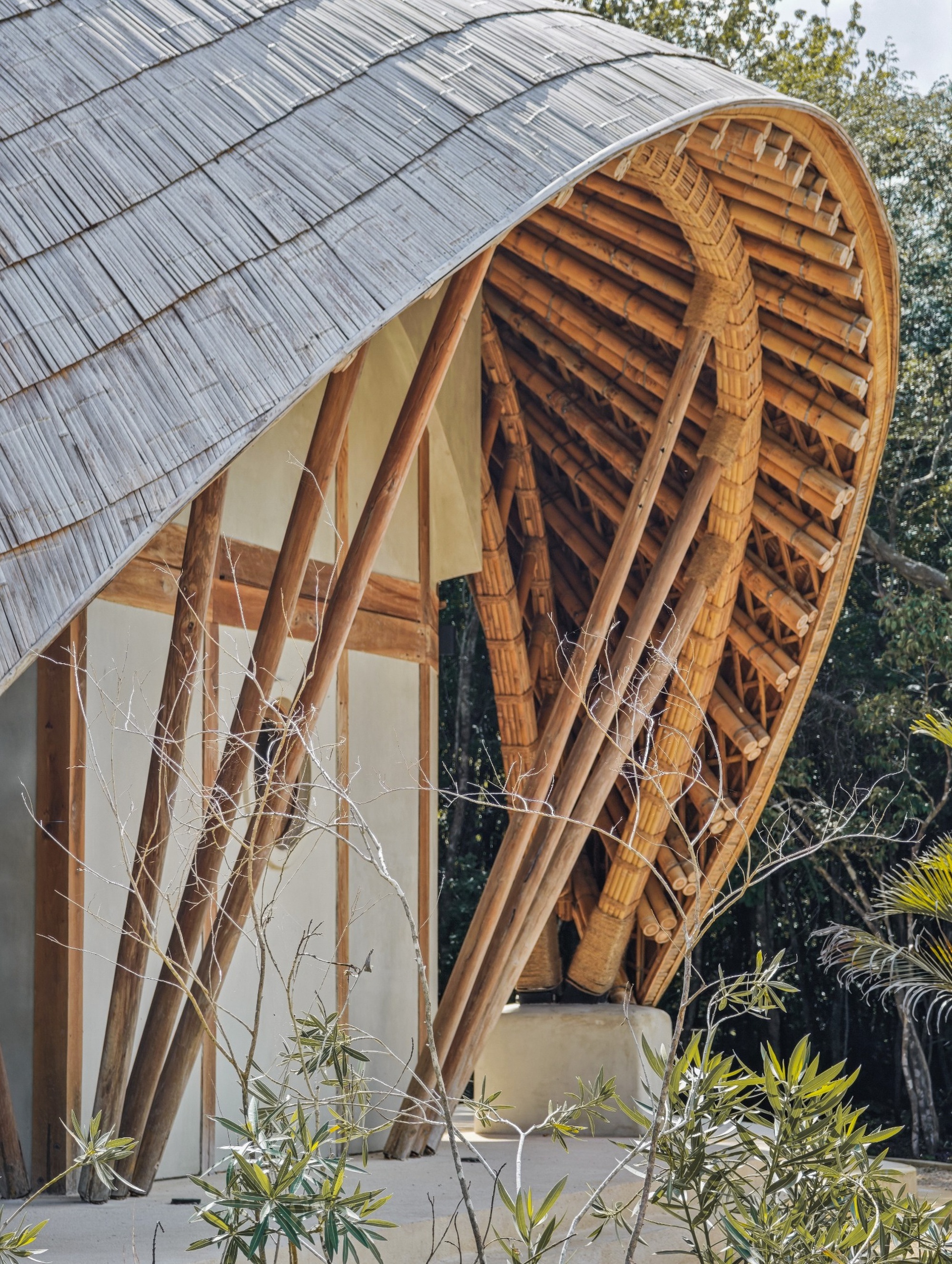 Detail of the curved timber rib structure supporting the shingled roof edge with plantings below
