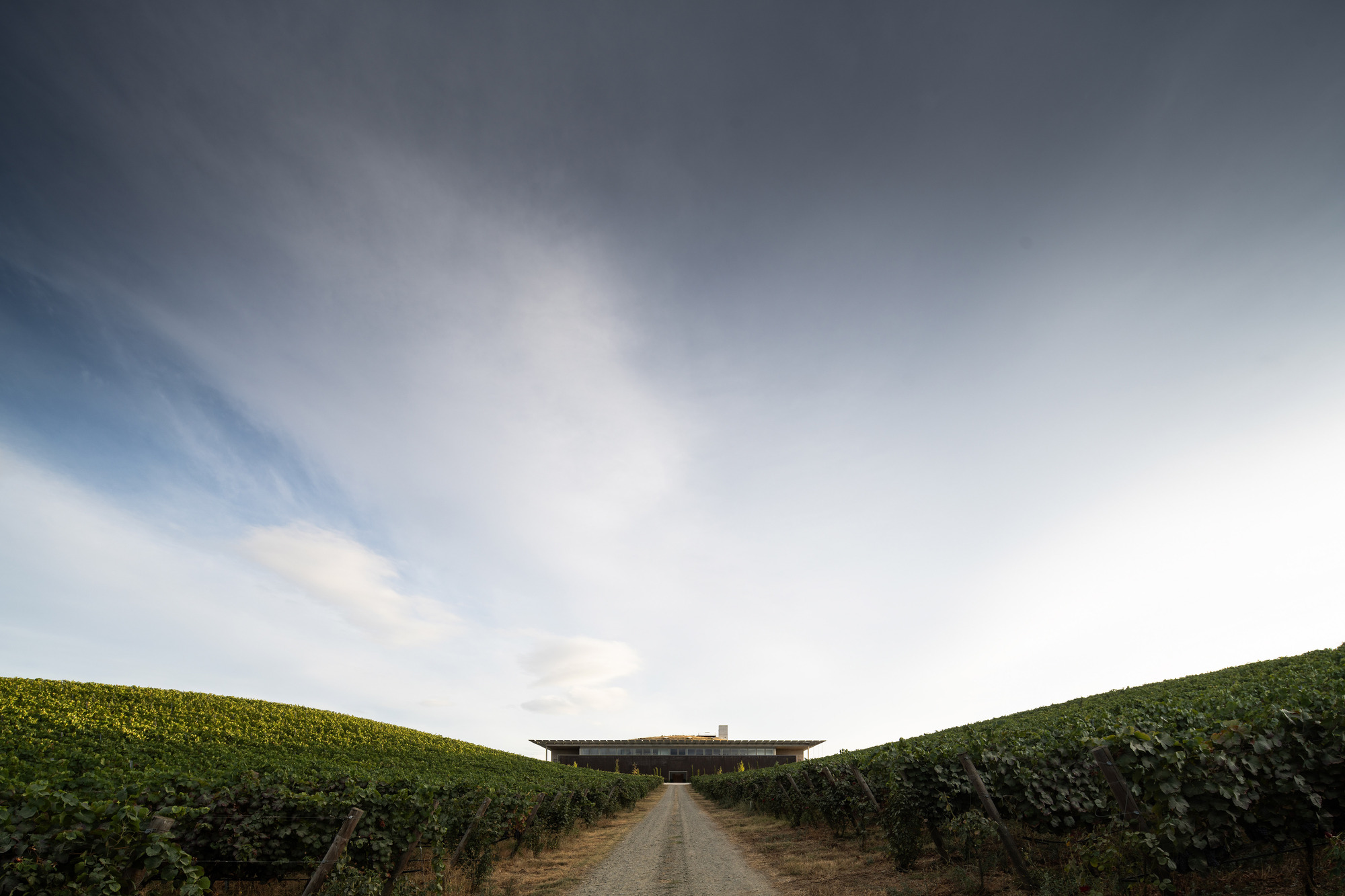 Dirt path between vineyard rows leading to horizontal facility under pale overcast sky