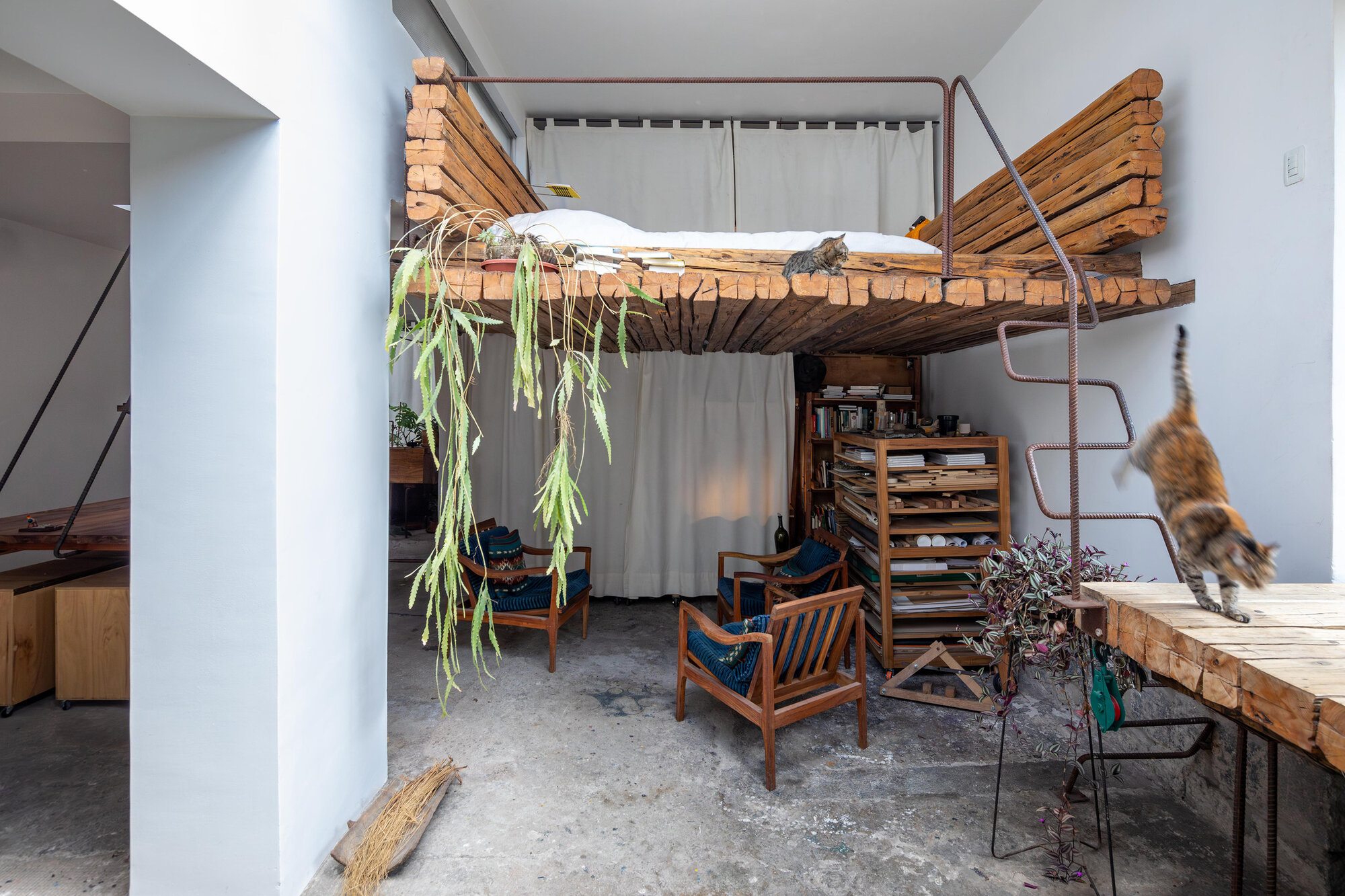Interior view of the elevated timber bed platform with trailing plants and a cat