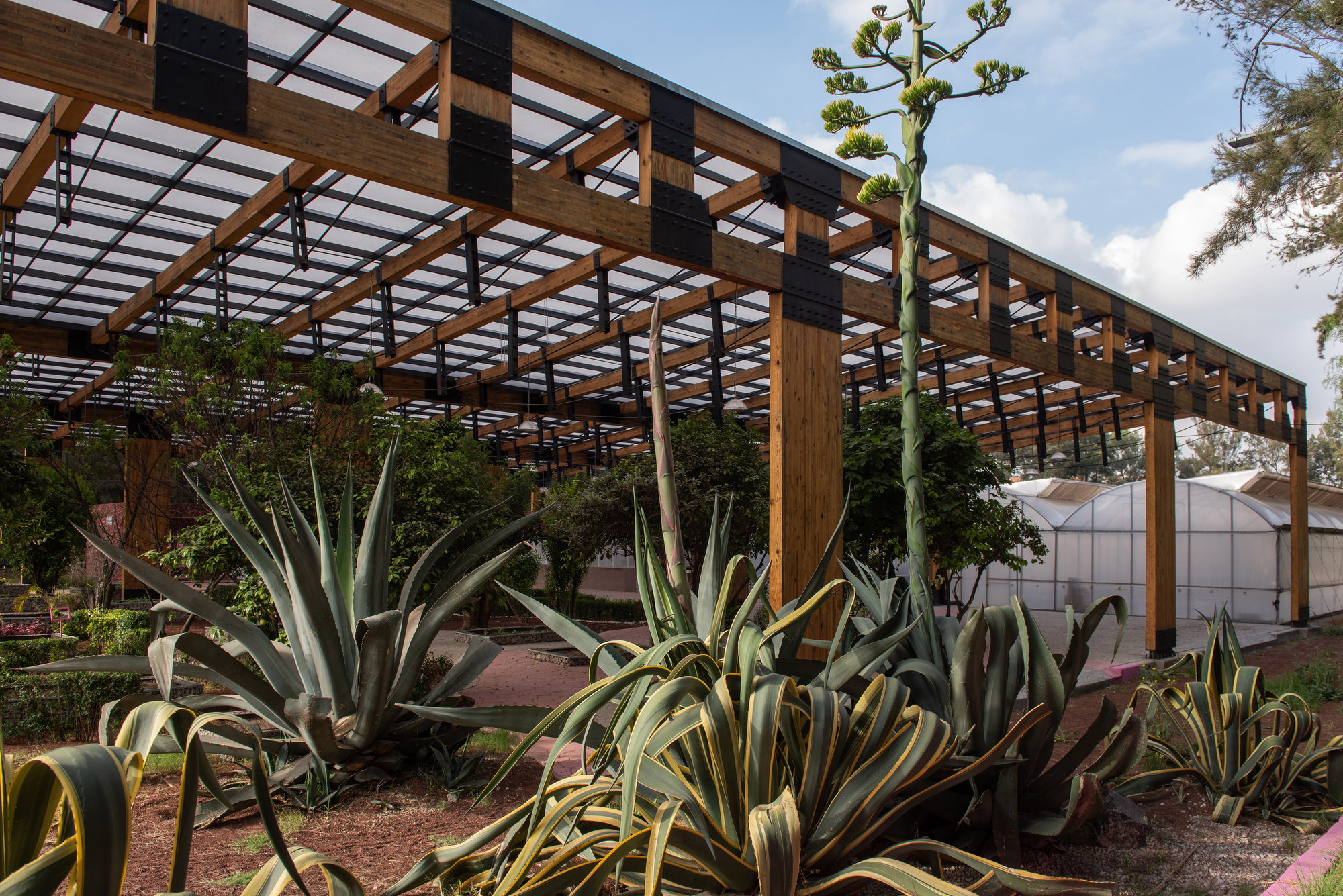 Timber pergola frame with translucent roof panels rising behind clustered agaves and a tall flowering stalk under a cloudy sky