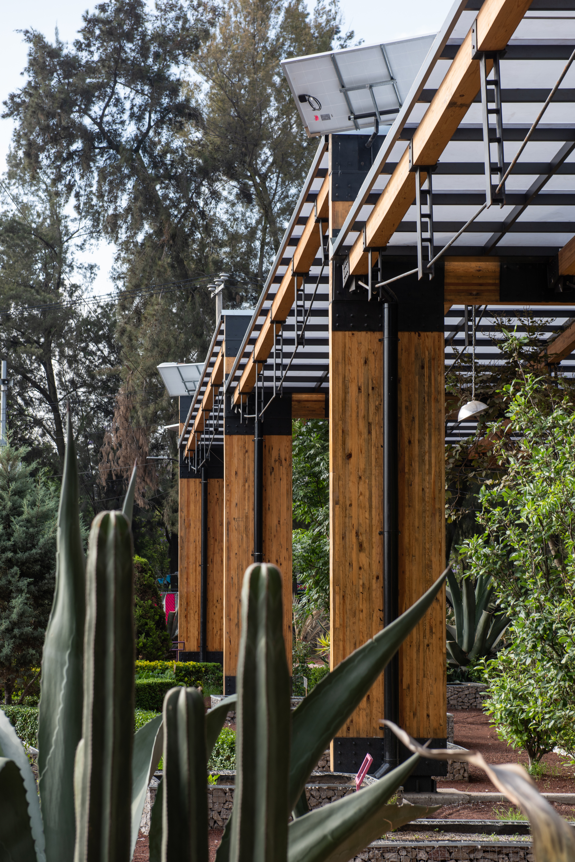 Side view of timber columns and slanted roof edge with a solar panel, seen past spiky agave leaves and tall pines