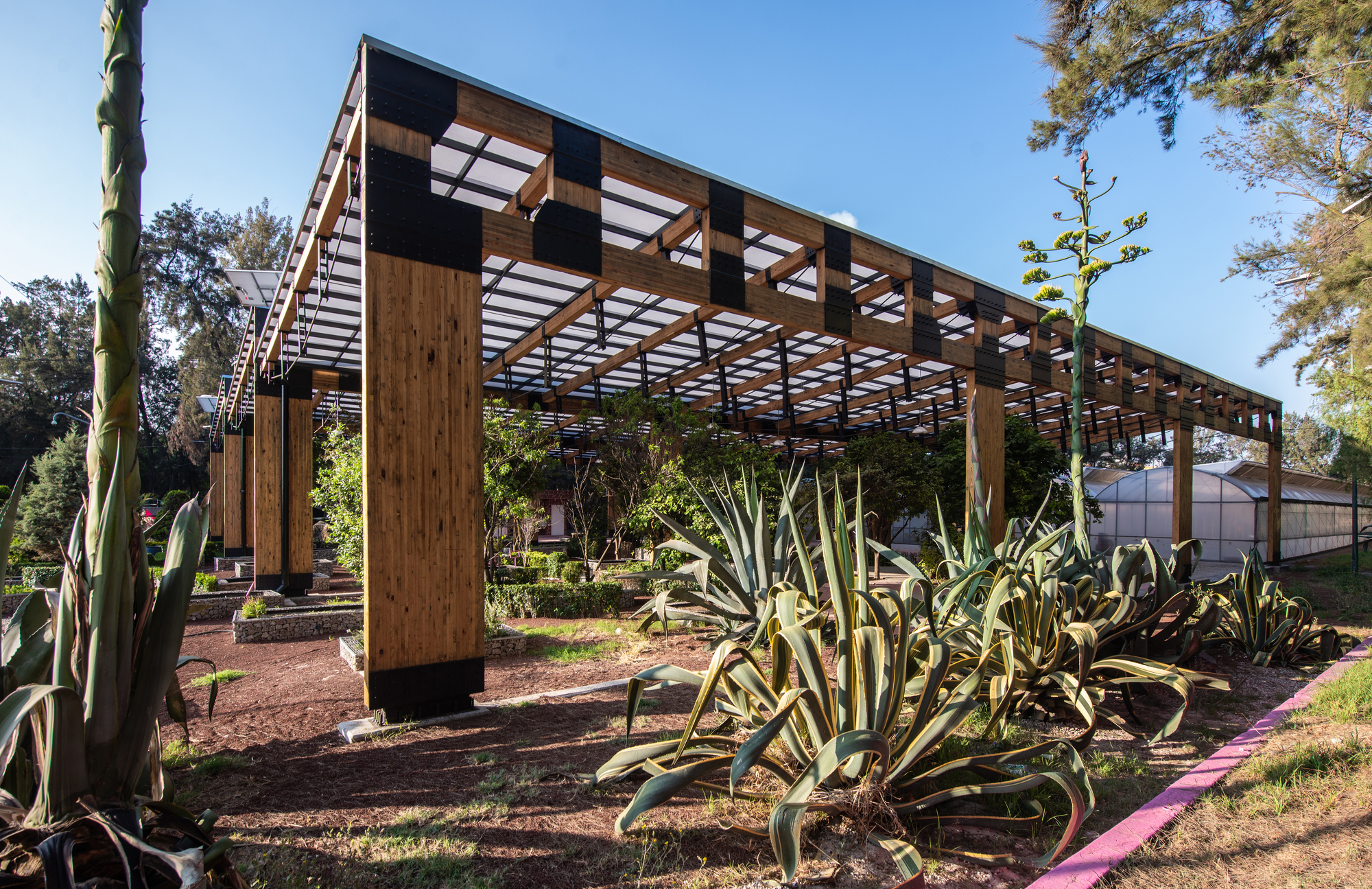 Side view of the laminated timber columns and beams with black steel plates, framing agaves in low afternoon light