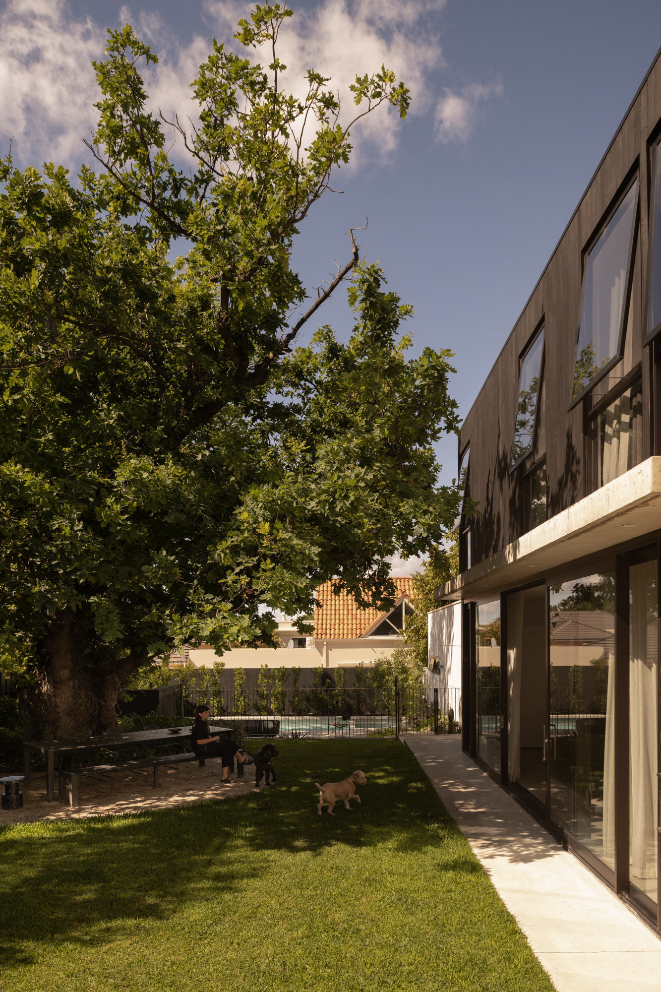 Backyard with glazed two-storey extension, lawn, and mature tree with two dogs in late afternoon sun