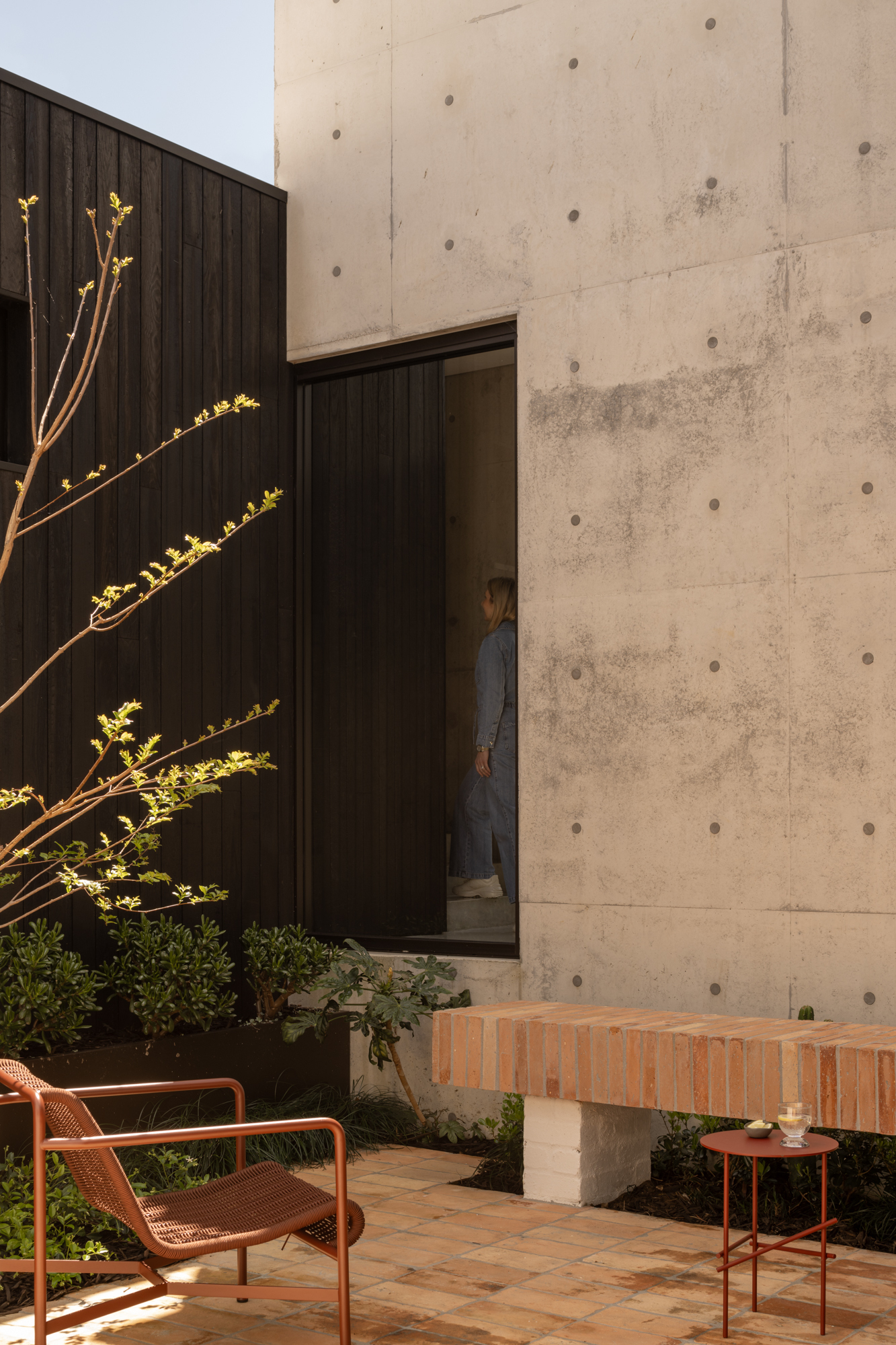 Courtyard with board-formed concrete wall and timber cladding beside a young tree