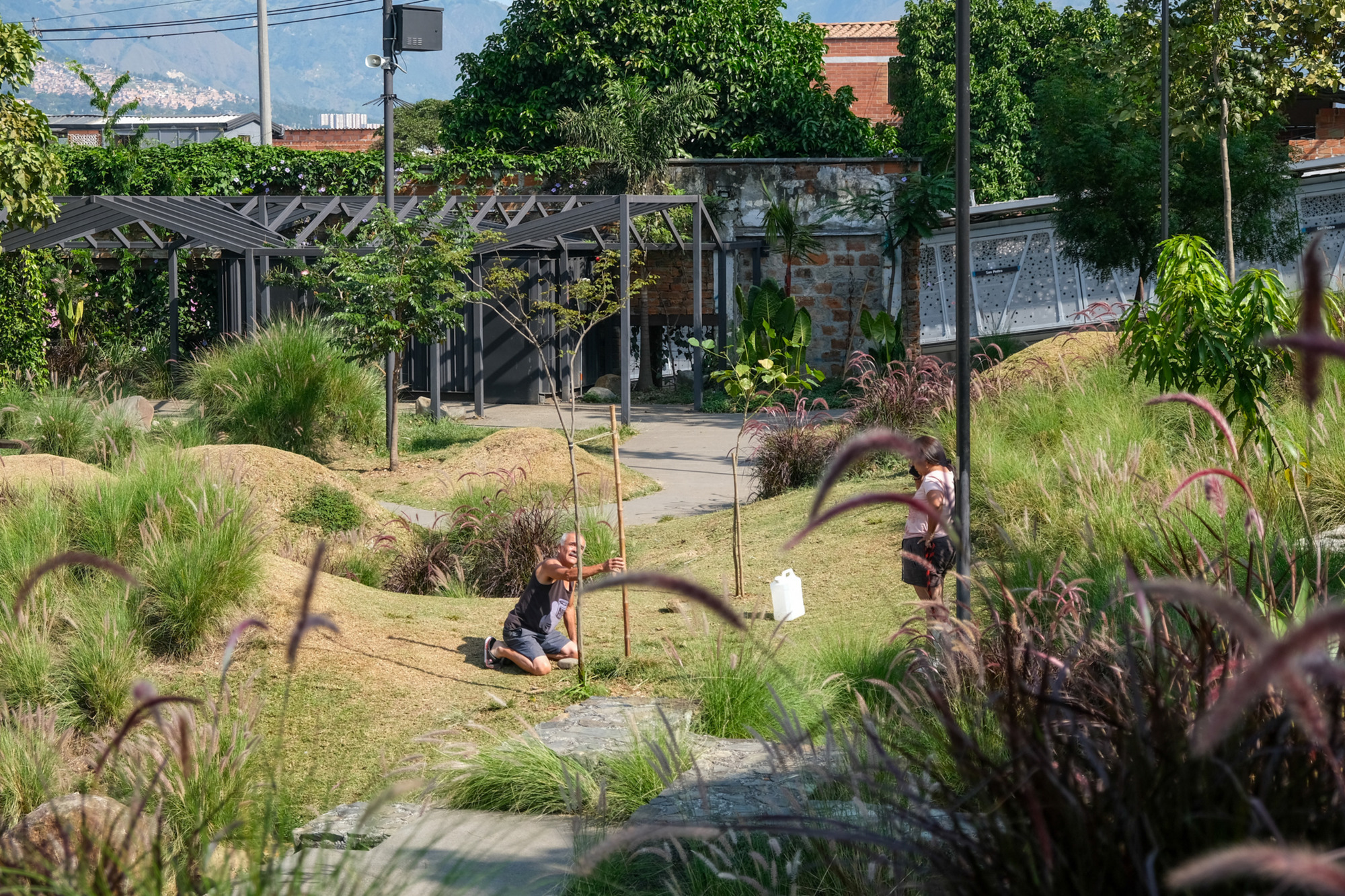 Garden with gravel pathways and native plantings leading to a dark timber pergola structure