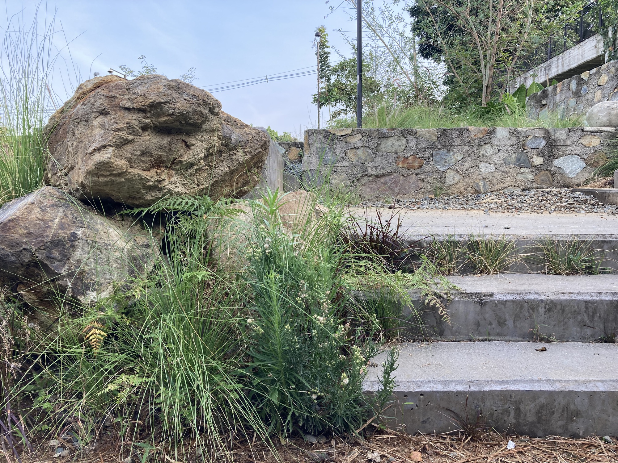 Concrete steps ascending through native grasses and weathered boulders beside a stone retaining wall