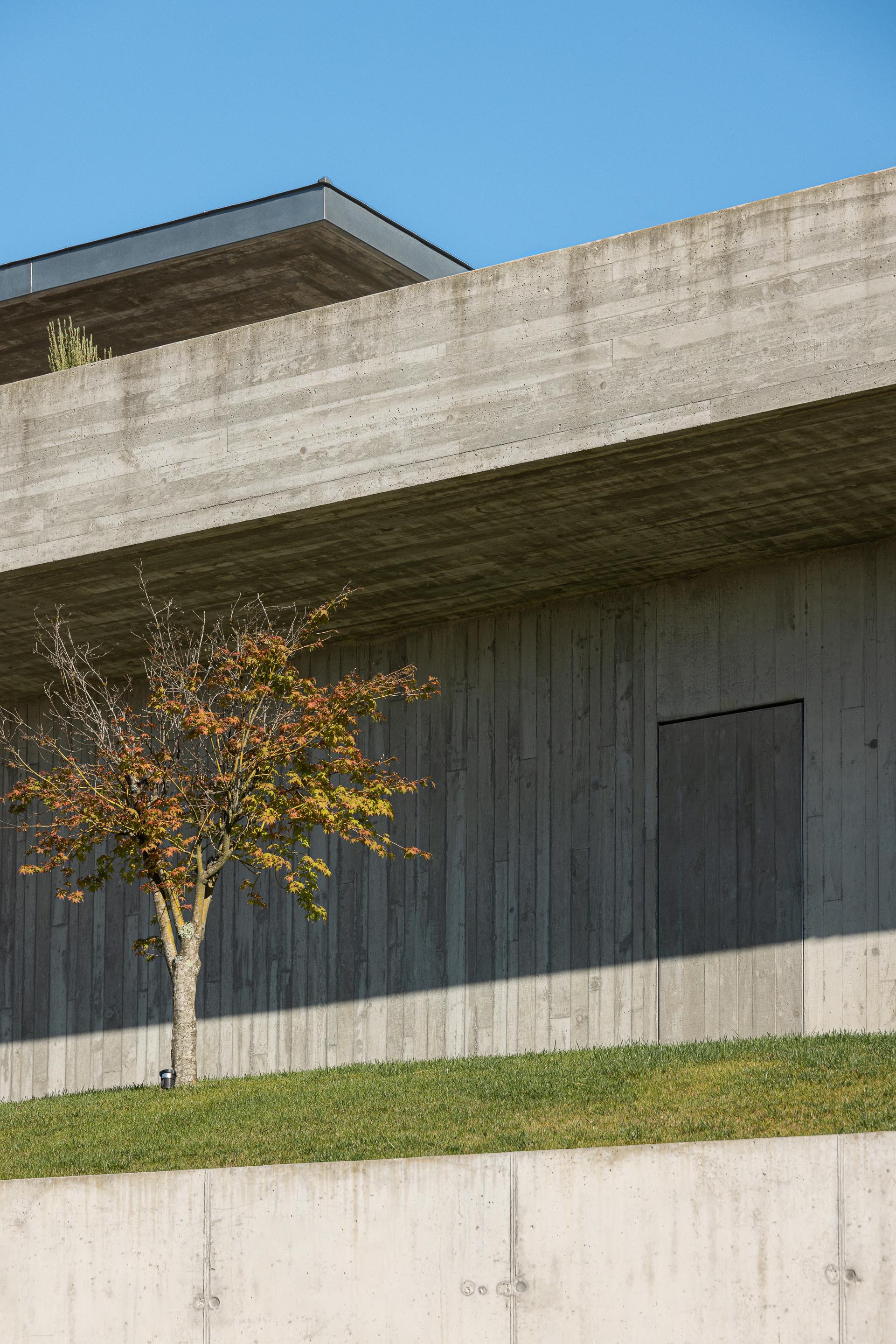 Board-formed concrete retaining walls and cantilever with a young tree on the lawn slope