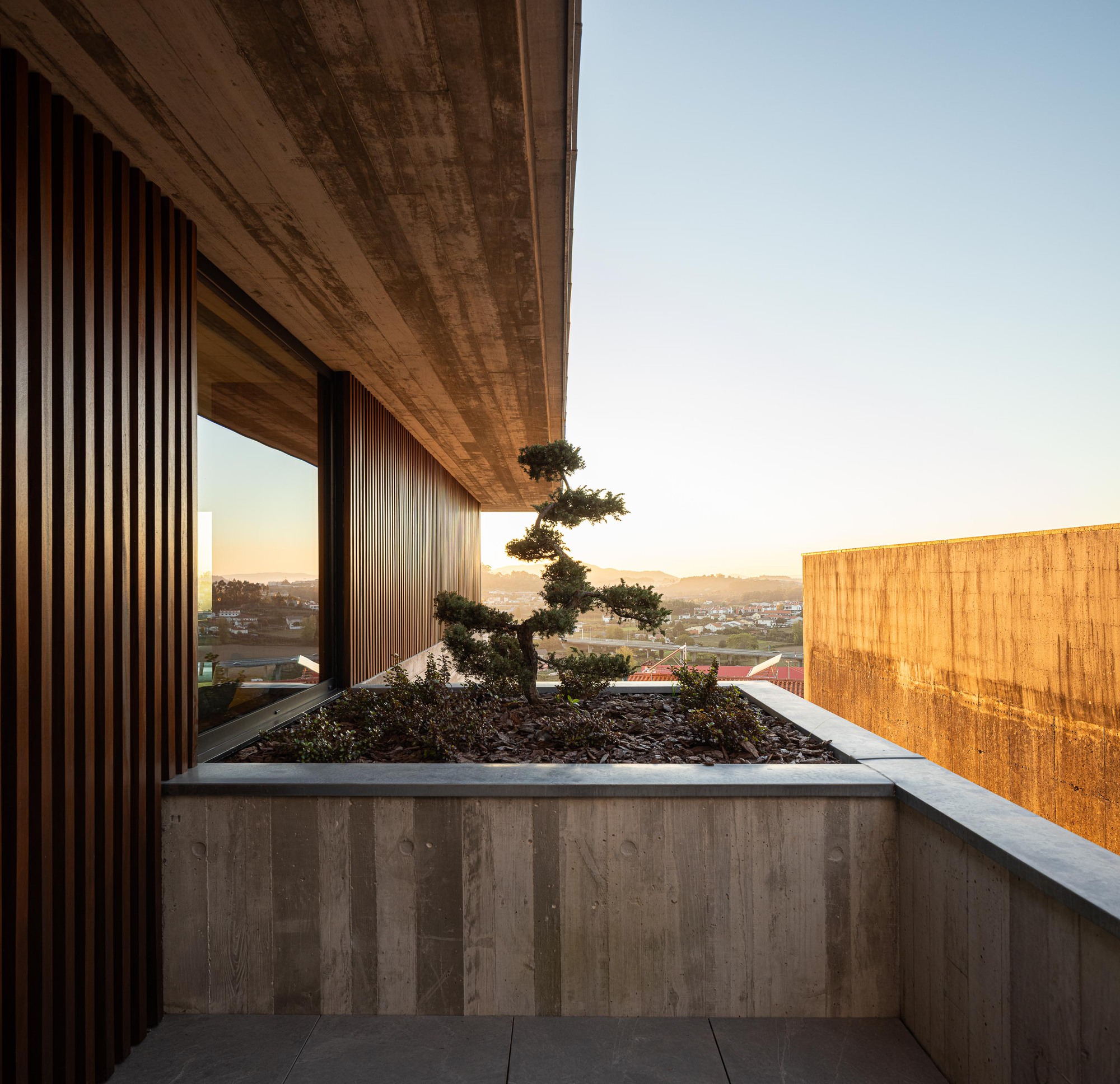 Rooftop terrace with raised concrete planter and sculptural bonsai tree at dusk