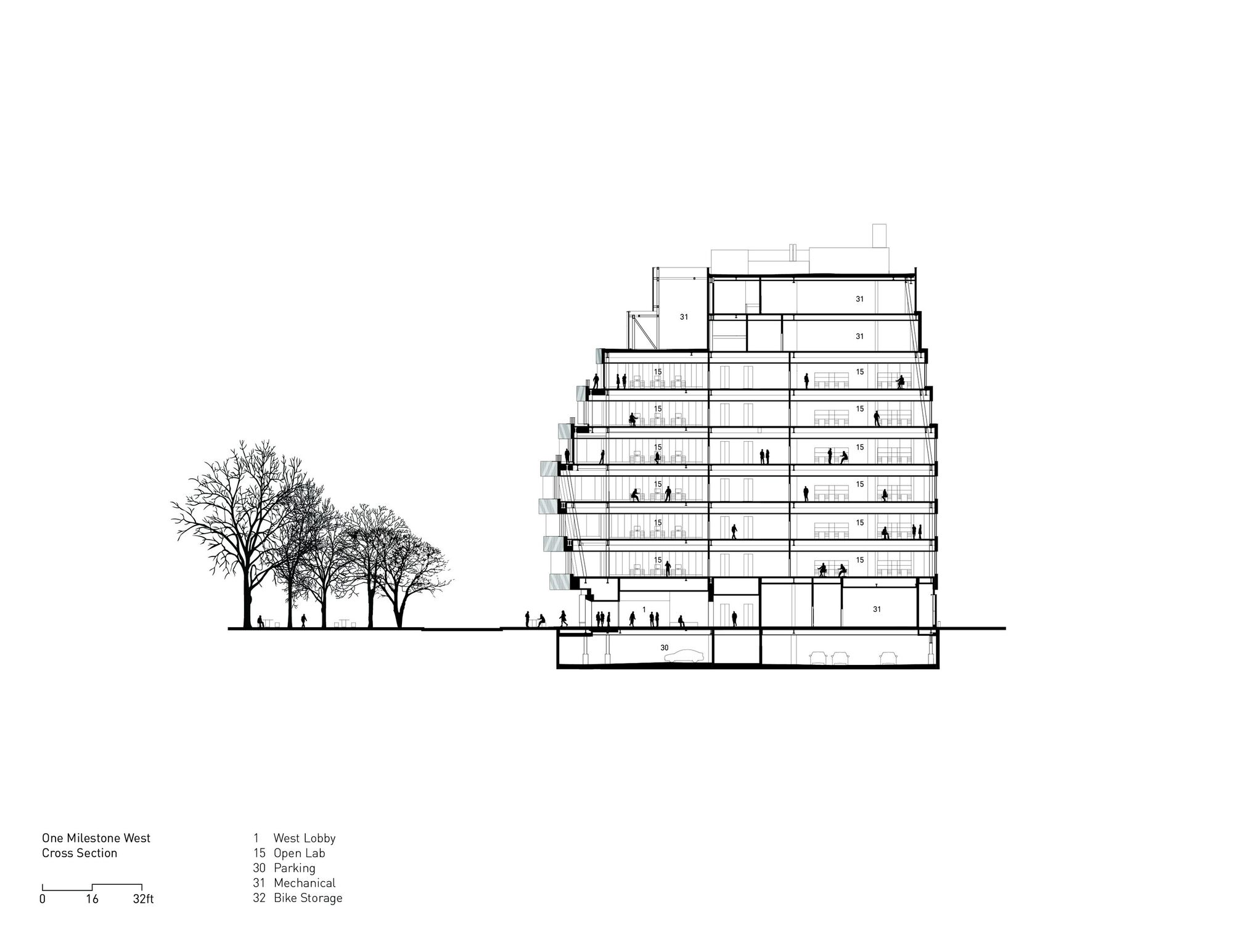 Cross section drawing showing a terraced volume stepping upward beside a row of deciduous trees