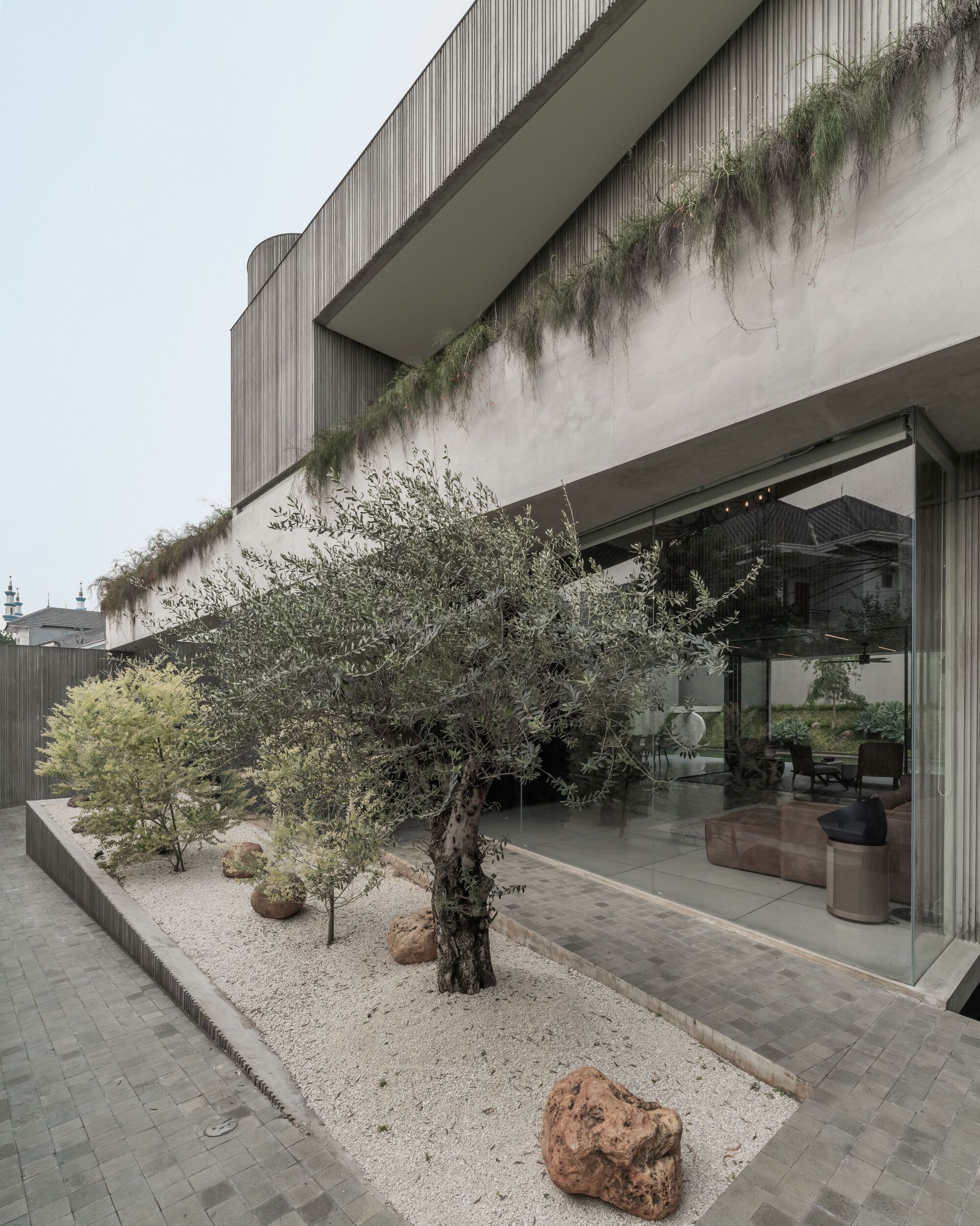 Courtyard with mature olive tree in gravel bed beside glass-enclosed interior and planted concrete bridge above