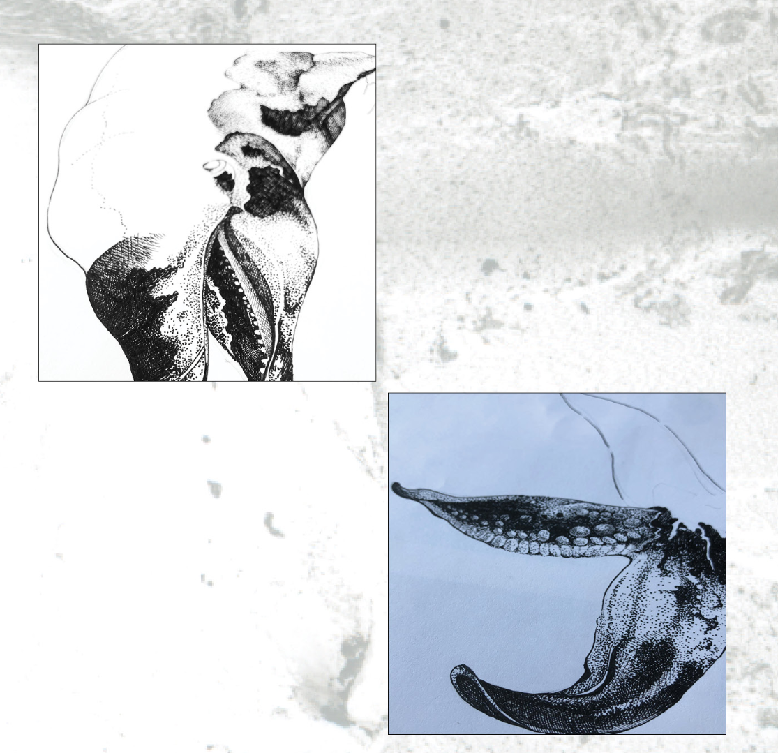 Ink illustration studies reveal the visual language used to portray wildlife harmed by oil pollution.