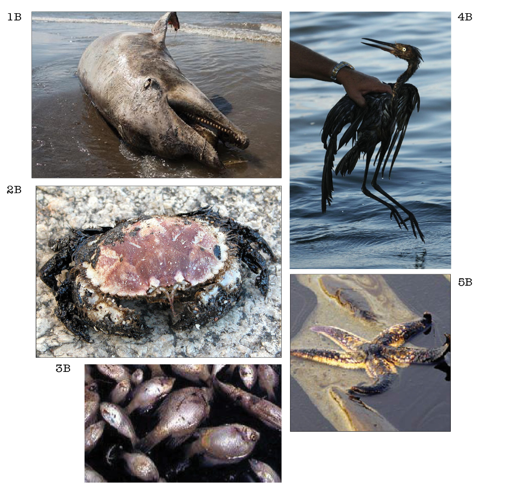 Photographic references document the devastating effects of oil contamination on marine and coastal wildlife.