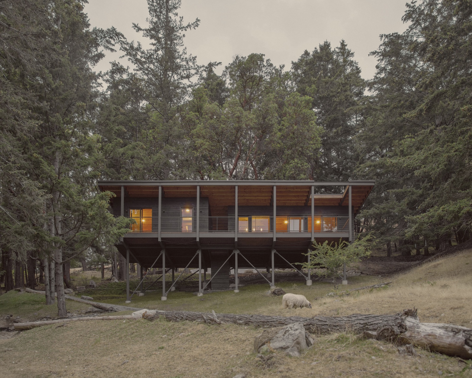 Dark timber-clad volume on steel stilts with glazed screened facade illuminated at dusk among conifers