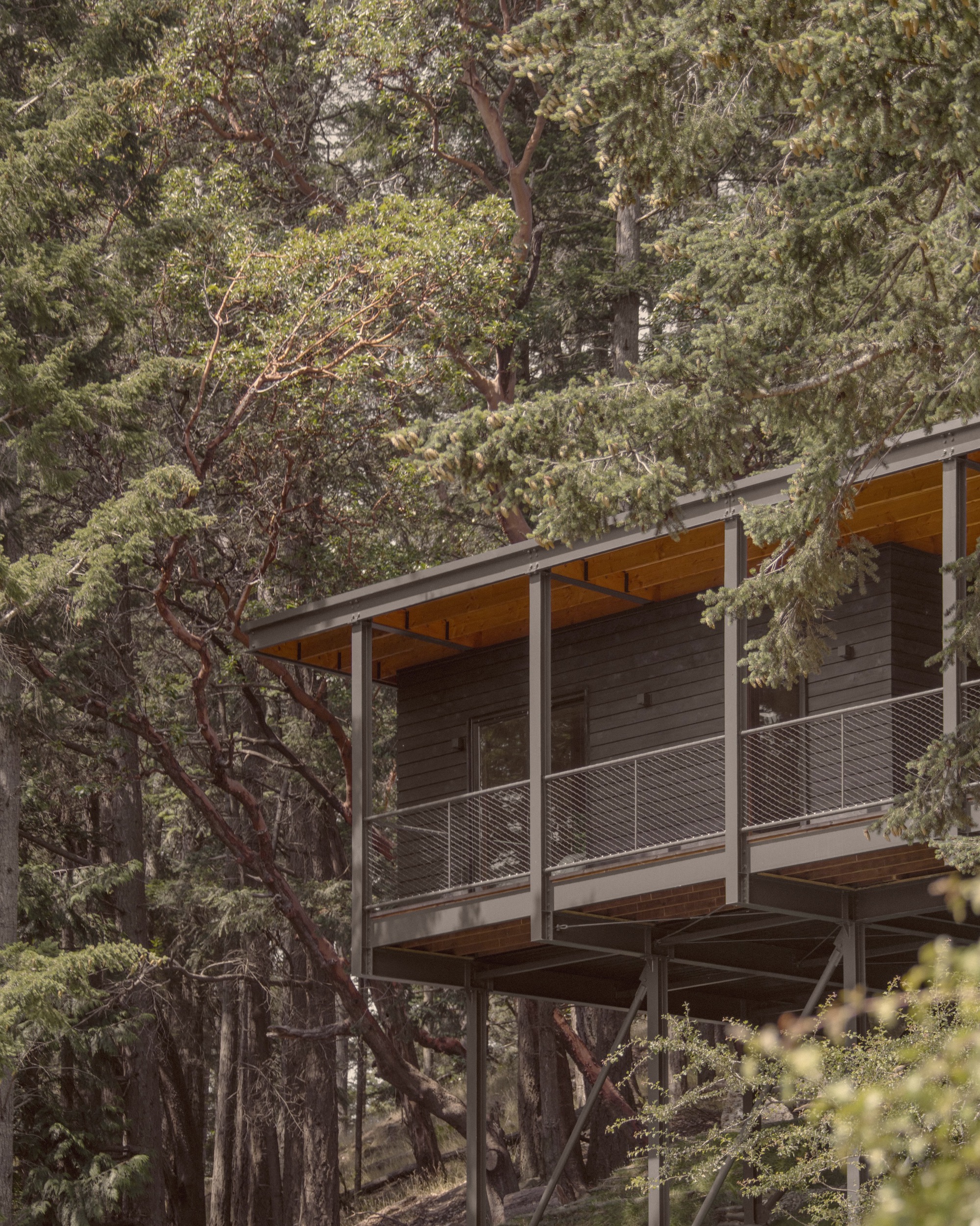 Deck with mesh railing and exposed timber ceiling surrounded by dense evergreen branches in dappled light