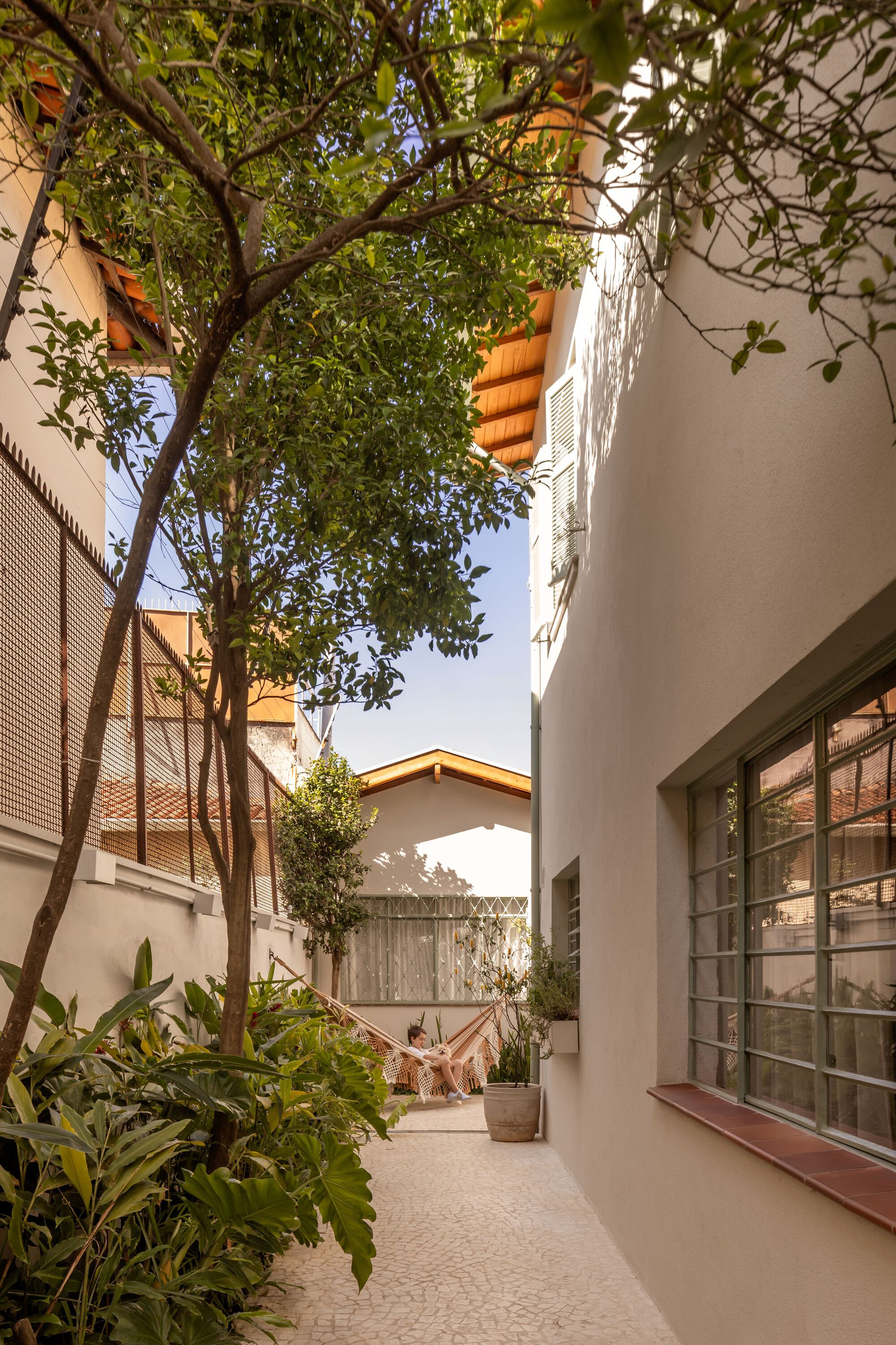 Narrow side courtyard with mature tree between white walls and glass block openings