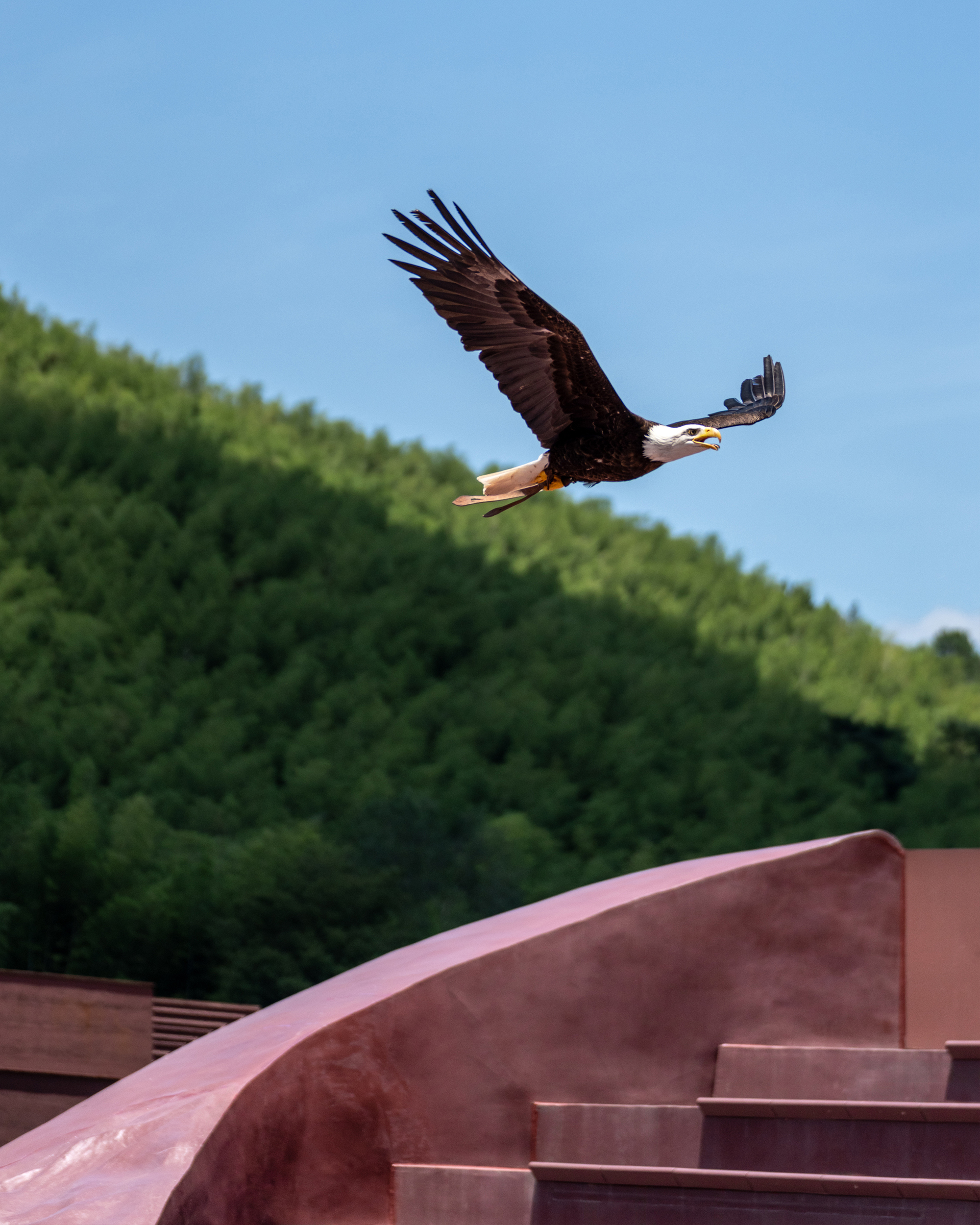 Curved corten steel roof with cantilevered steps as an eagle soars overhead