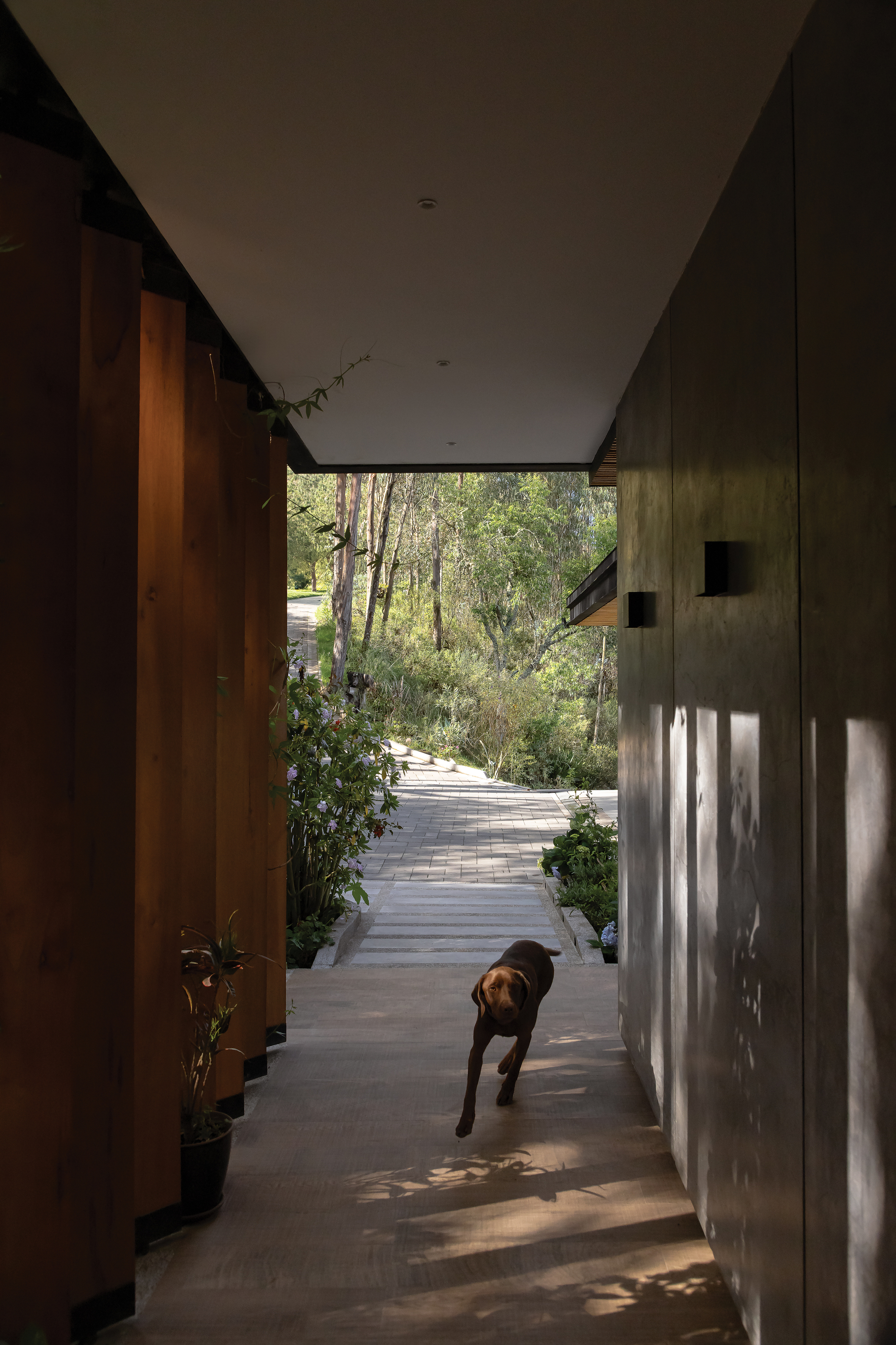 Entry corridor with timber and concrete walls opening to a planted pathway with a dog