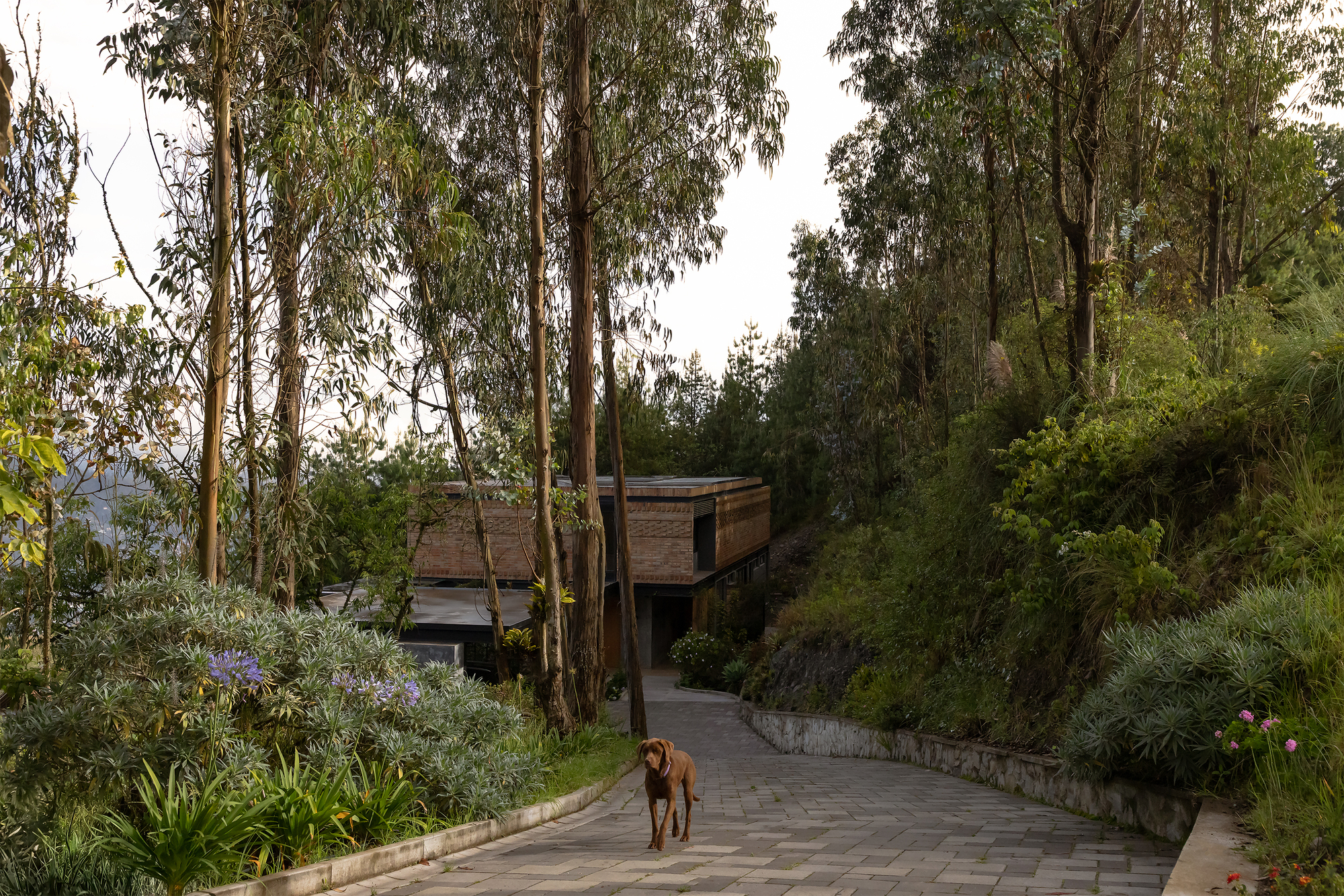 Stone-paved walkway leading through planted beds to the brick volumes among eucalyptus trees
