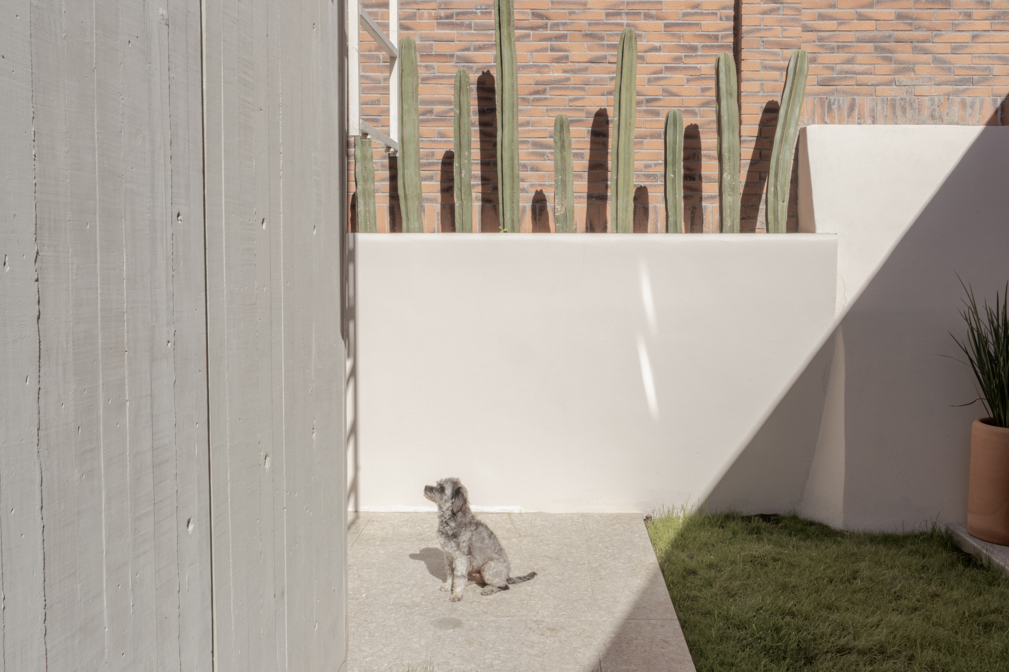 Side courtyard with white stucco walls, tall cacti and a dog sitting in dappled sunlight