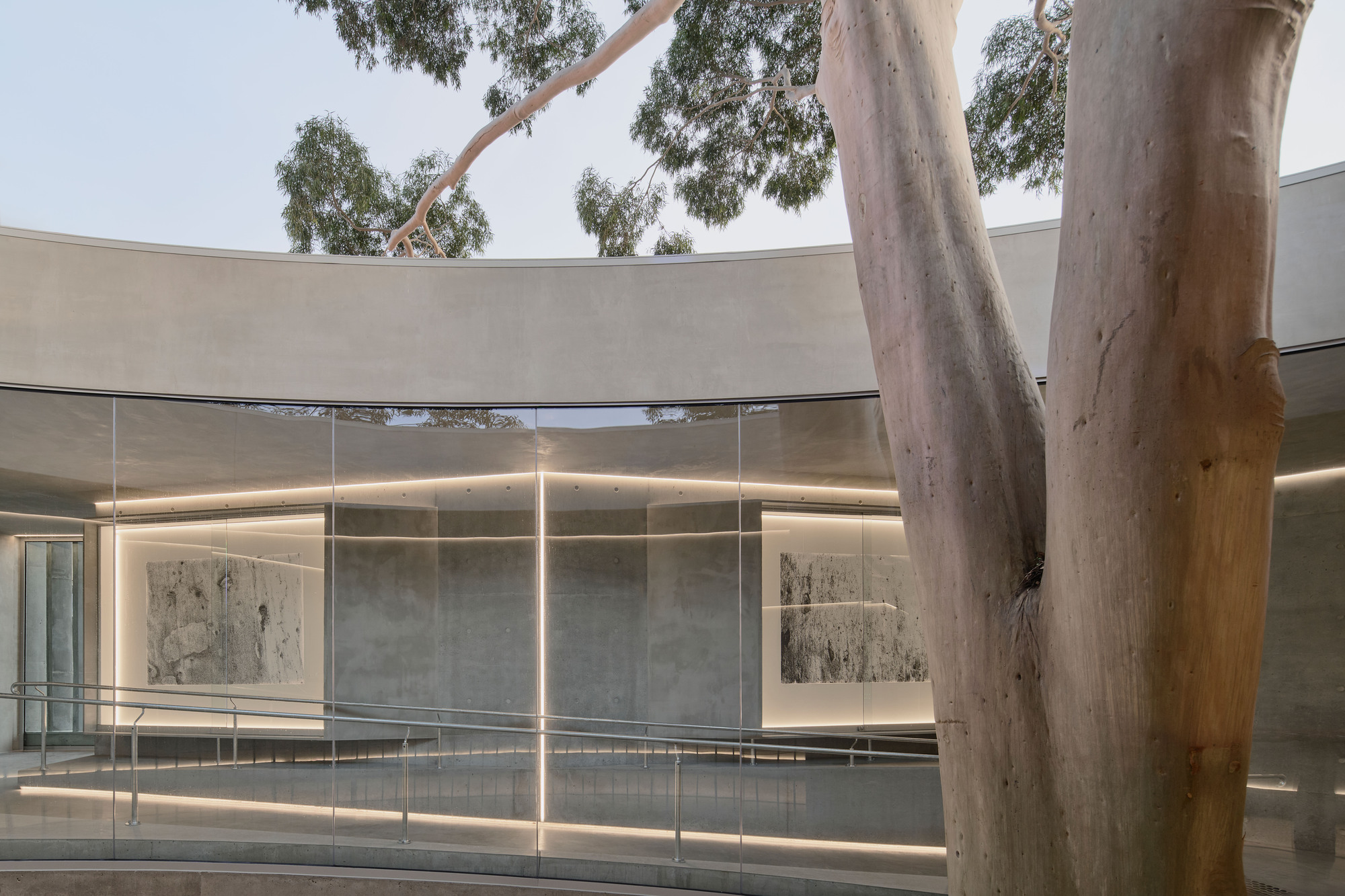 Curved concrete soffit with linear strip lighting above glass balustrades encircling a eucalyptus tree