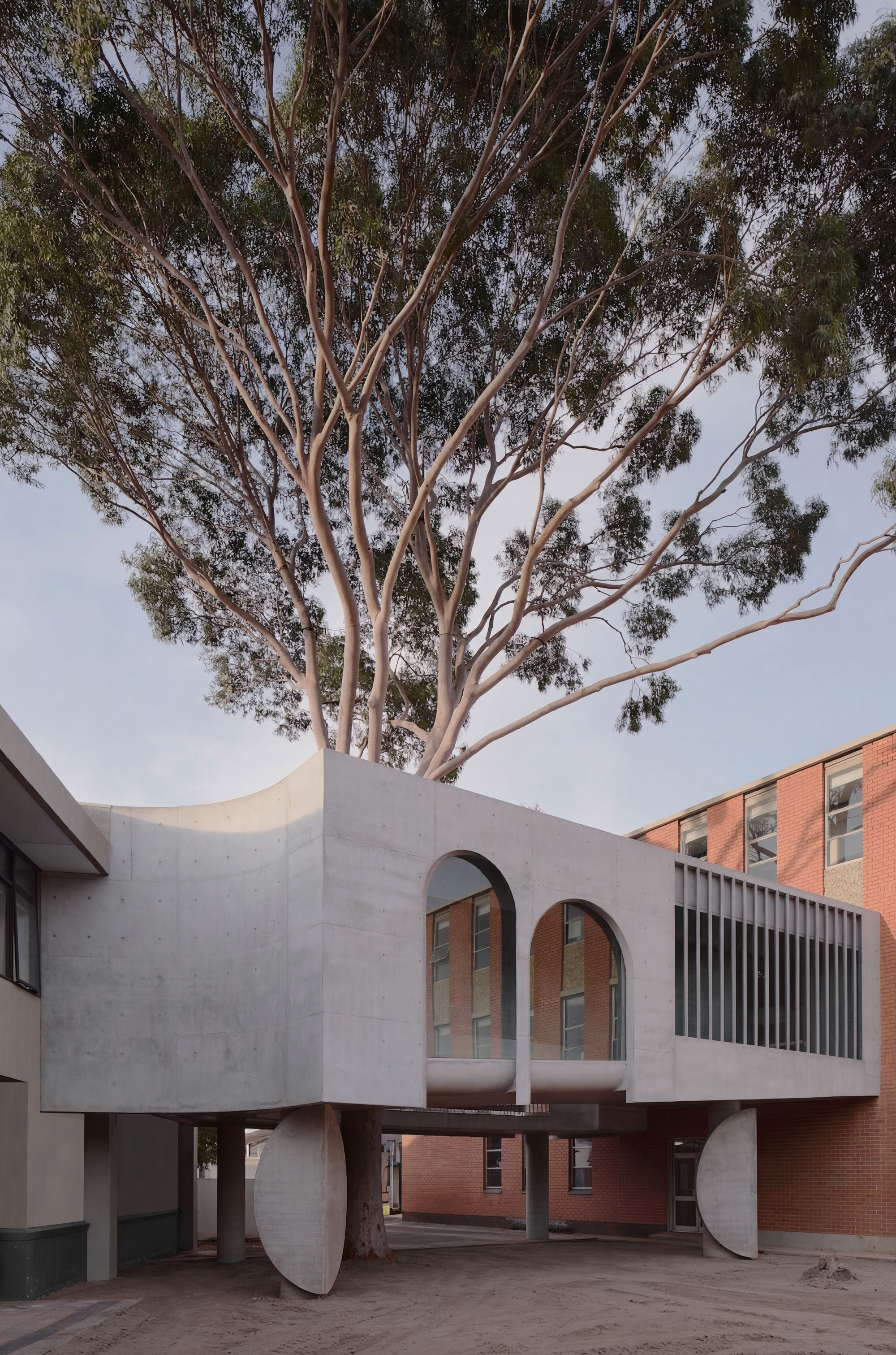 Concrete bridge building supported by cylindrical piers with the preserved eucalyptus emerging through the roof
